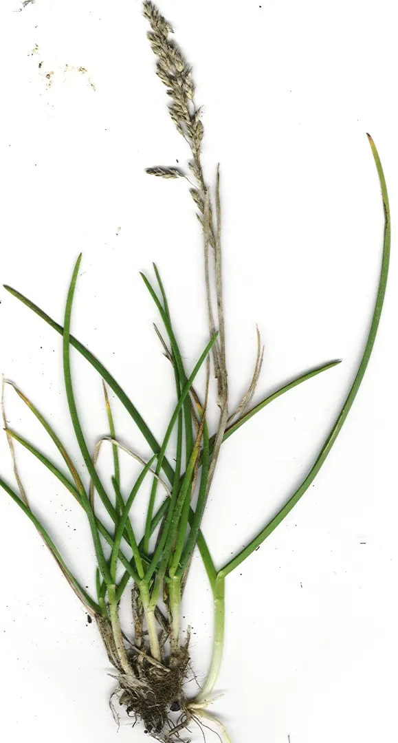 Kentucky Bluegrass (Poa Pratensis) — consider incorporating this grass for its durability and ability to self-repair via rhizomes; this turfgrass species is a
