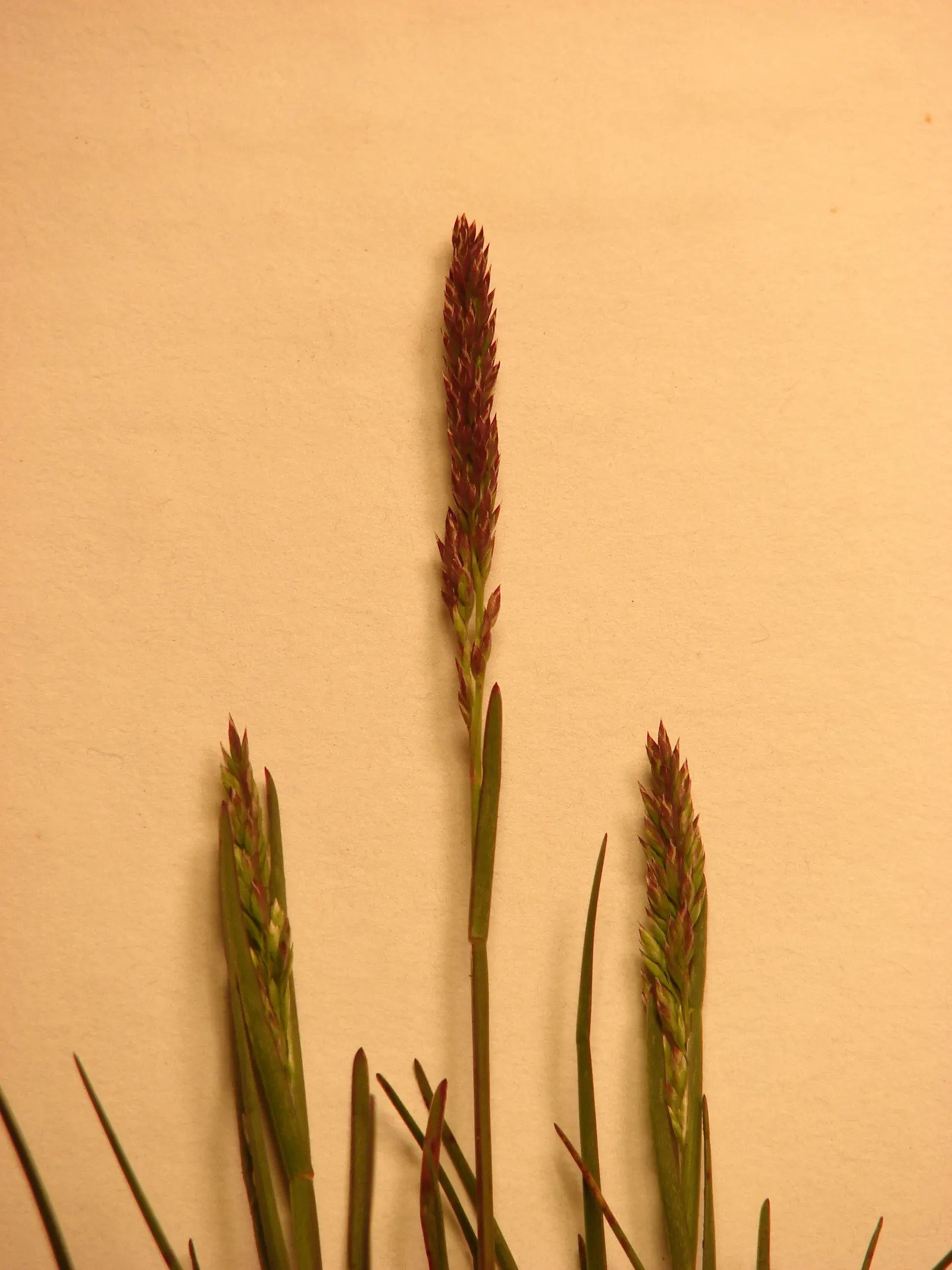 Kentucky Bluegrass (Poa Pratensis) — When designing landscapes; mowing height recommendation is 2.5 to 3.5 inches to maintain a healthy lawn, image 68
