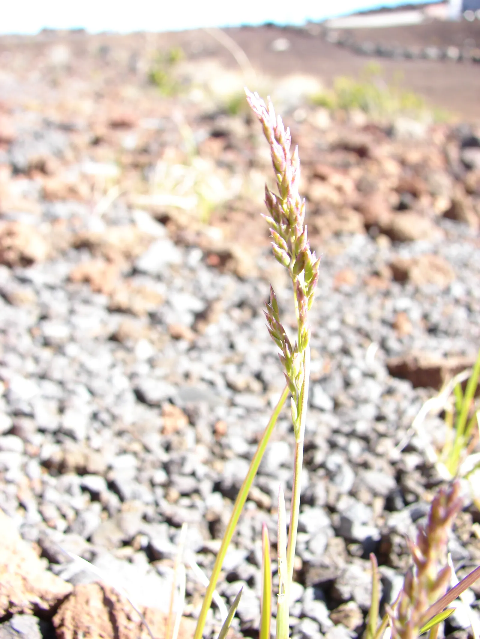 Kentucky Bluegrass (Poa Pratensis) — fine-textured blades and rich emerald hue; demanding regular watering, image 63