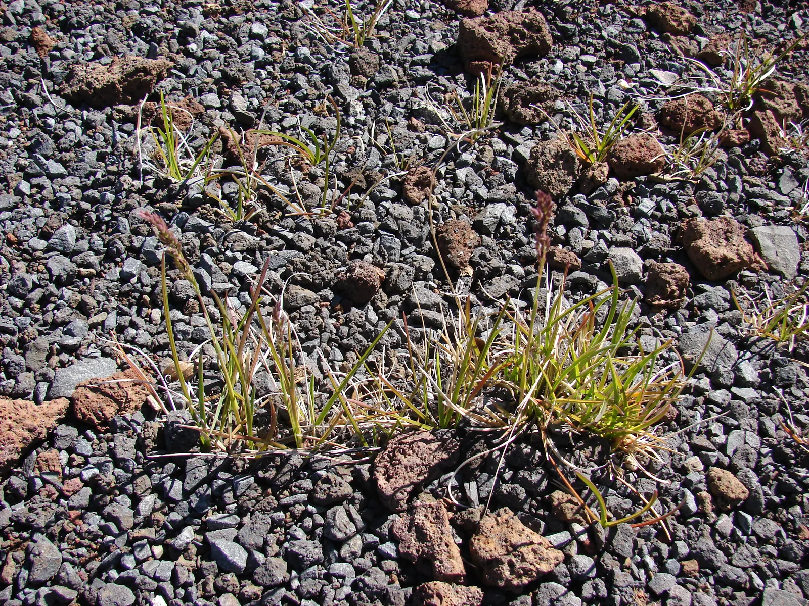 Kentucky Bluegrass (Poa Pratensis) — This grass requires moderate to high maintenance; kentucky Bluegrass performs best in well-draining loams with, image 73