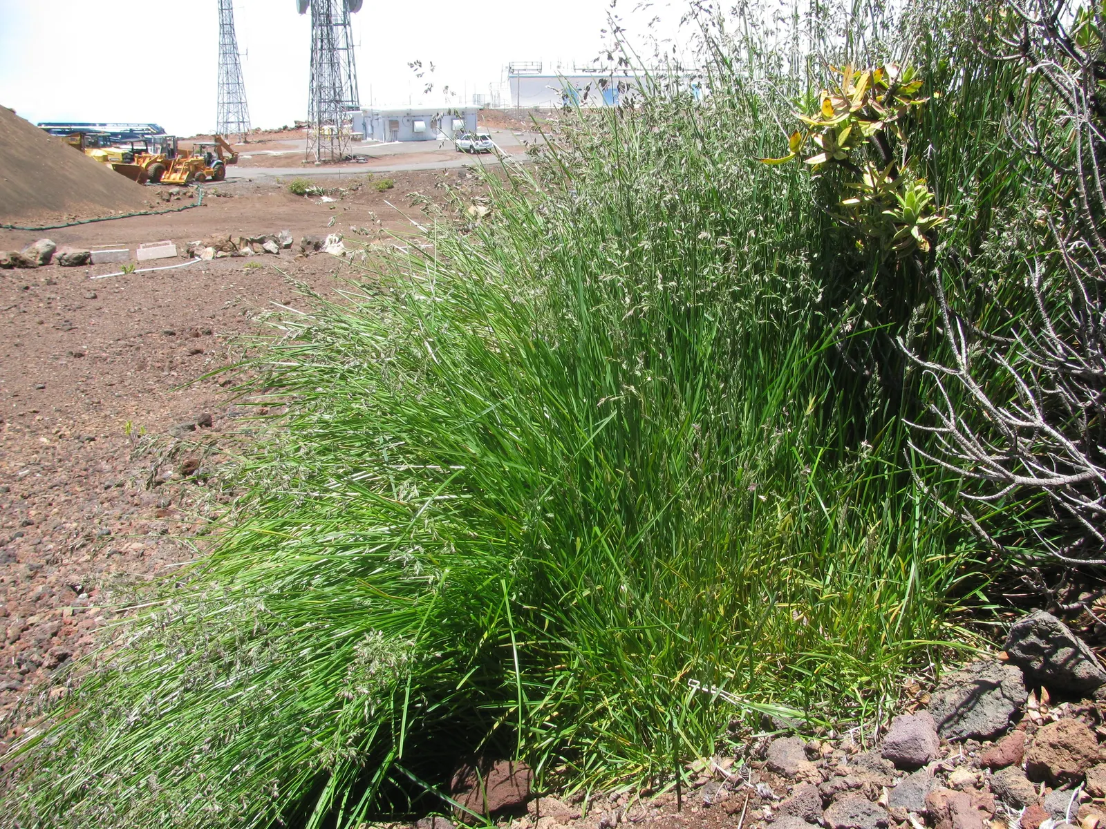 Kentucky Bluegrass (Poa Pratensis) — It prefers full sun but tolerates light shade, although growth may become sparser under such conditions, image 67