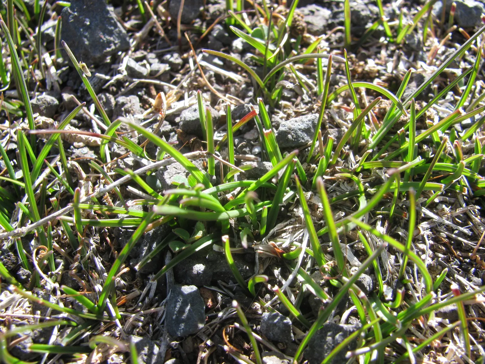 Kentucky Bluegrass (Poa Pratensis) — this turfgrass species is a staple in temperate climates; this hardy grass thrives in full sun to partial, image 64