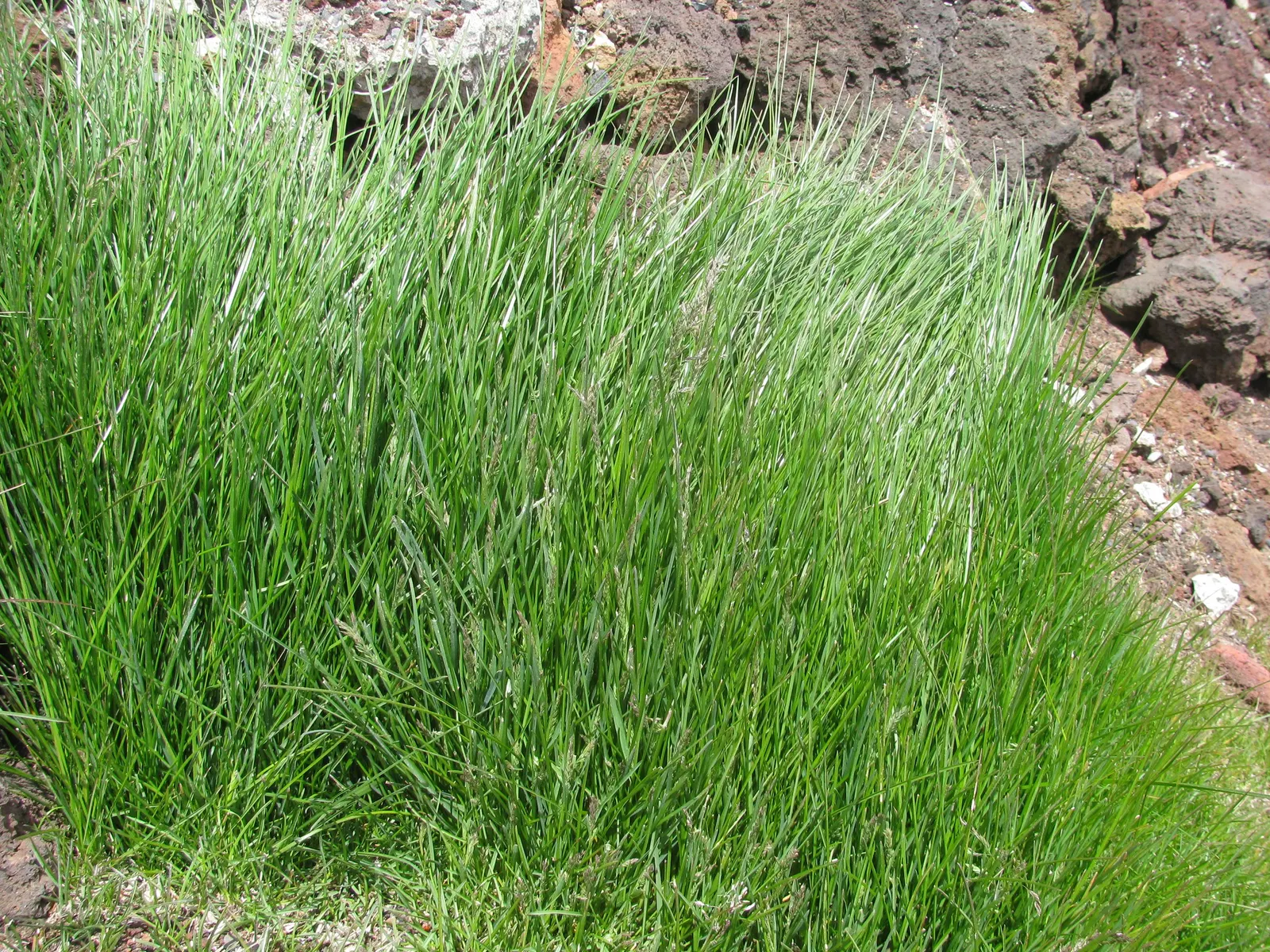 Kentucky Bluegrass (Poa Pratensis) — Kentucky Bluegrass should be mowed to a height of approximately 2.5 to 3.5 inches; scientifically known as Poa pratensis