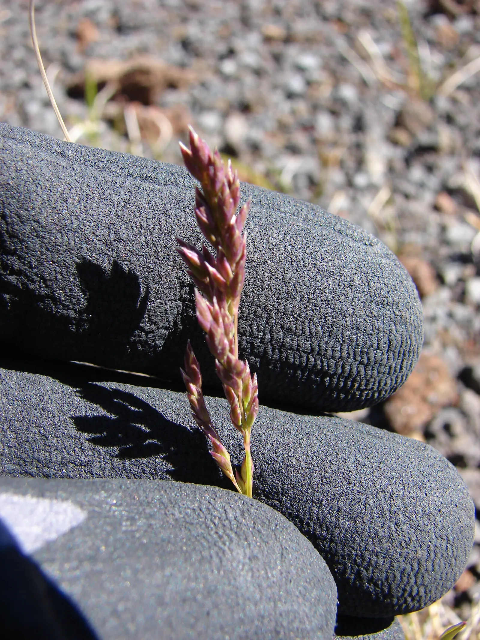 Kentucky Bluegrass (Poa Pratensis) — which are underground stems that foster new growth