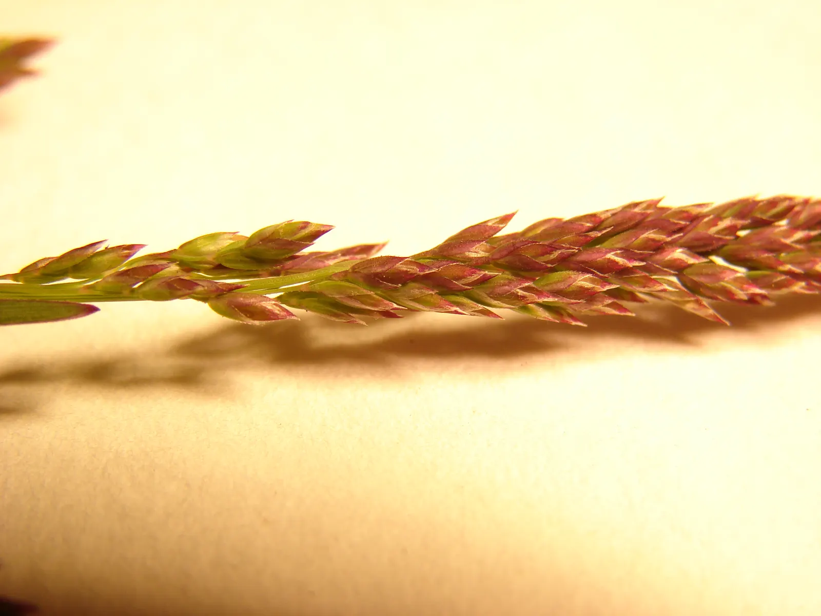 Kentucky Bluegrass (Poa Pratensis) — and parts of North America; cool-season grass native to Europe