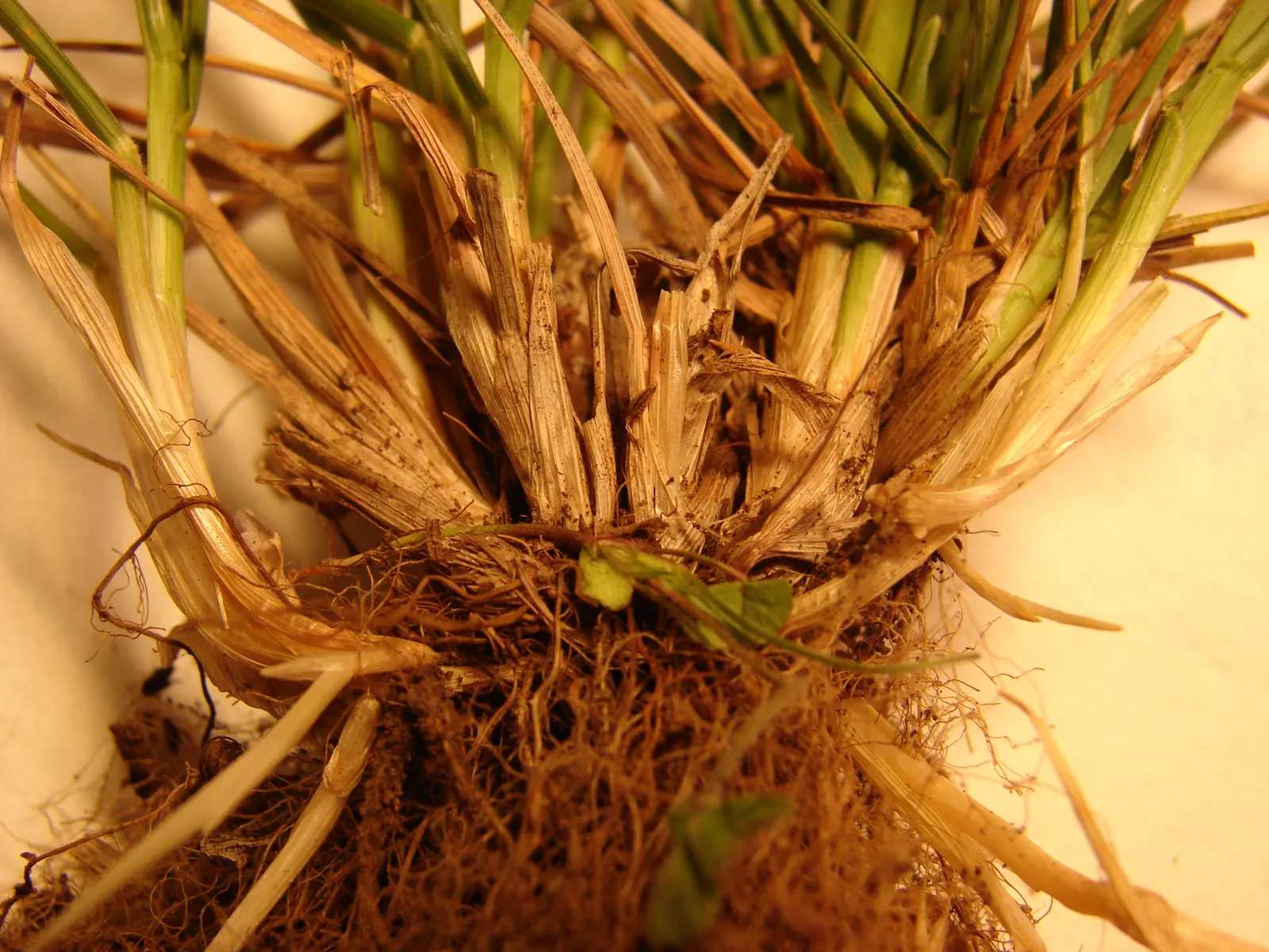 Kentucky Bluegrass (Poa Pratensis) — and parts of North America; cool-season grass native to Europe, image 61