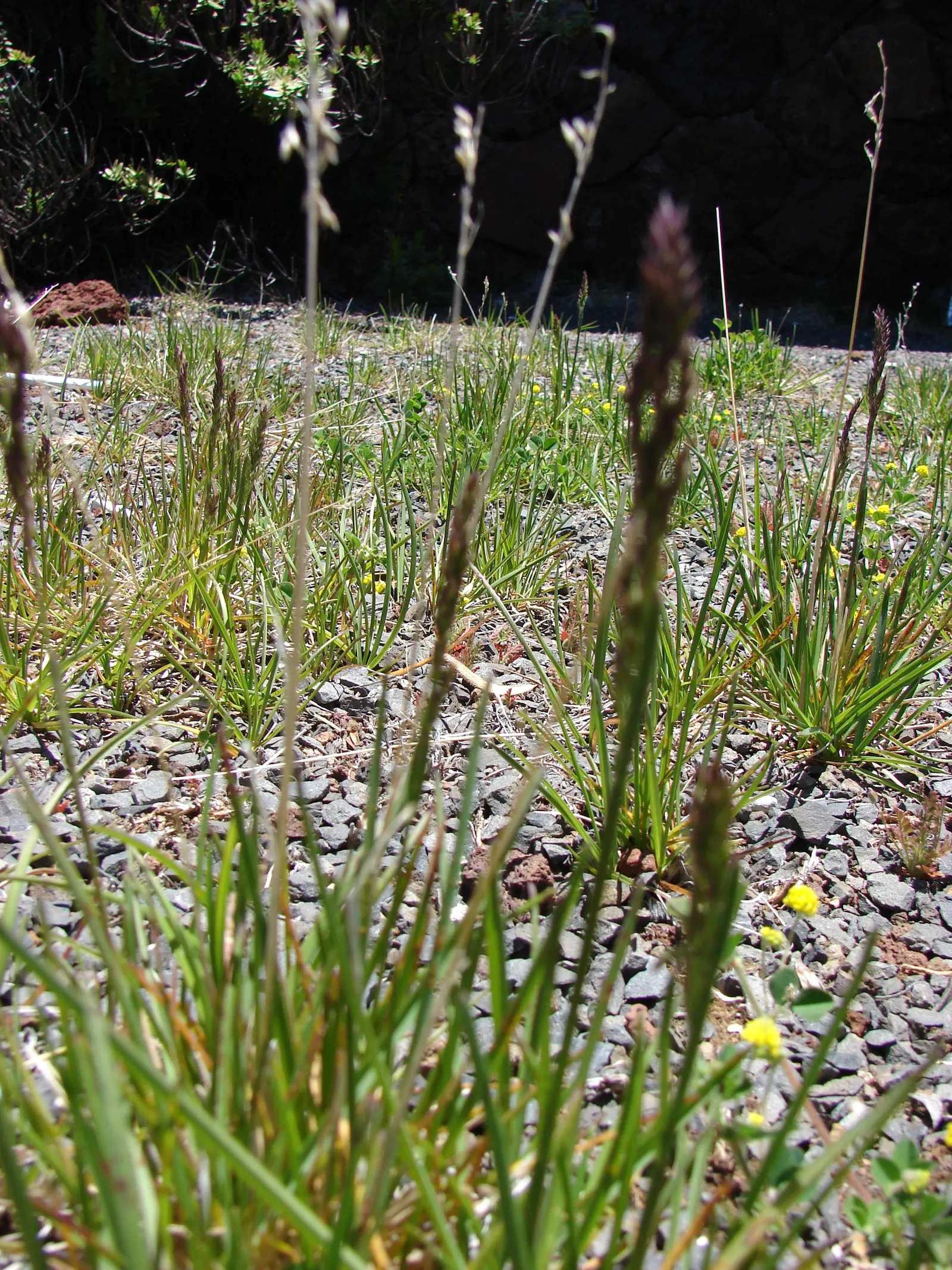 Kentucky Bluegrass (Poa Pratensis) — scientifically known as Poa pratensis
