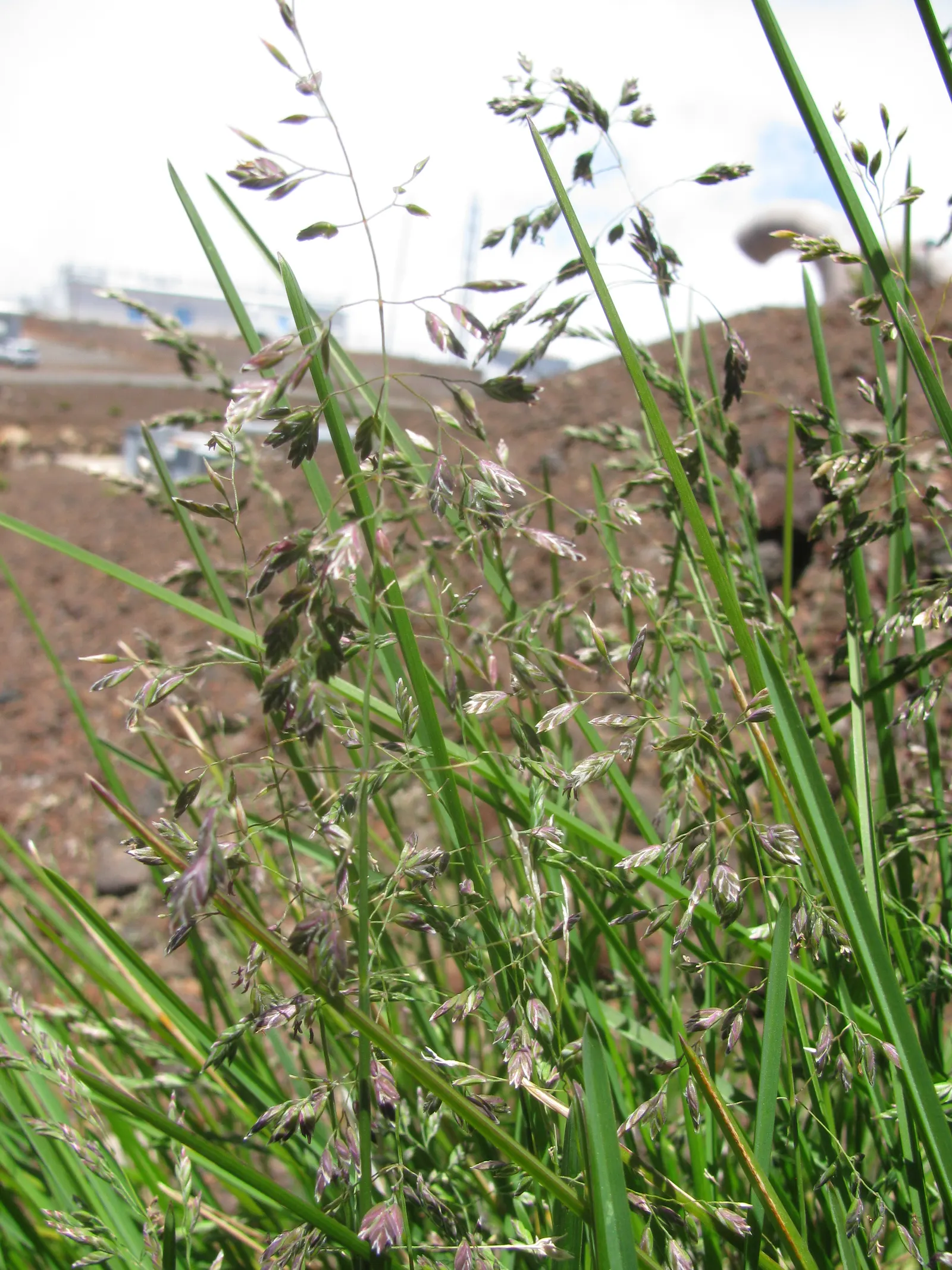 Kentucky Bluegrass (Poa Pratensis) — Kentucky Bluegrass performs best in well-draining loams with a pH between 6.0 and 7.0; consider incorporating this grass