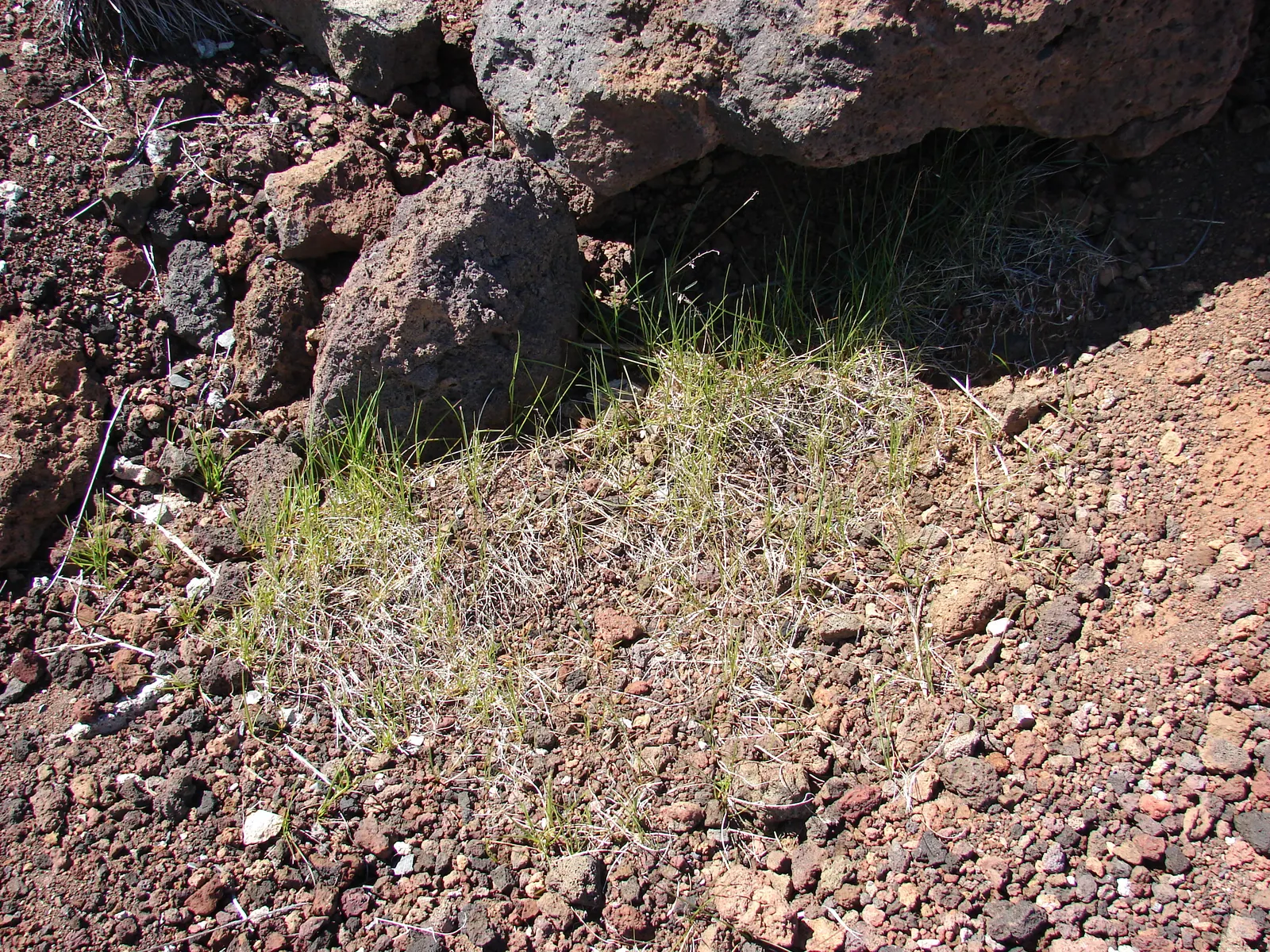 Kentucky Bluegrass (Poa Pratensis) — cool-season grass native to Europe