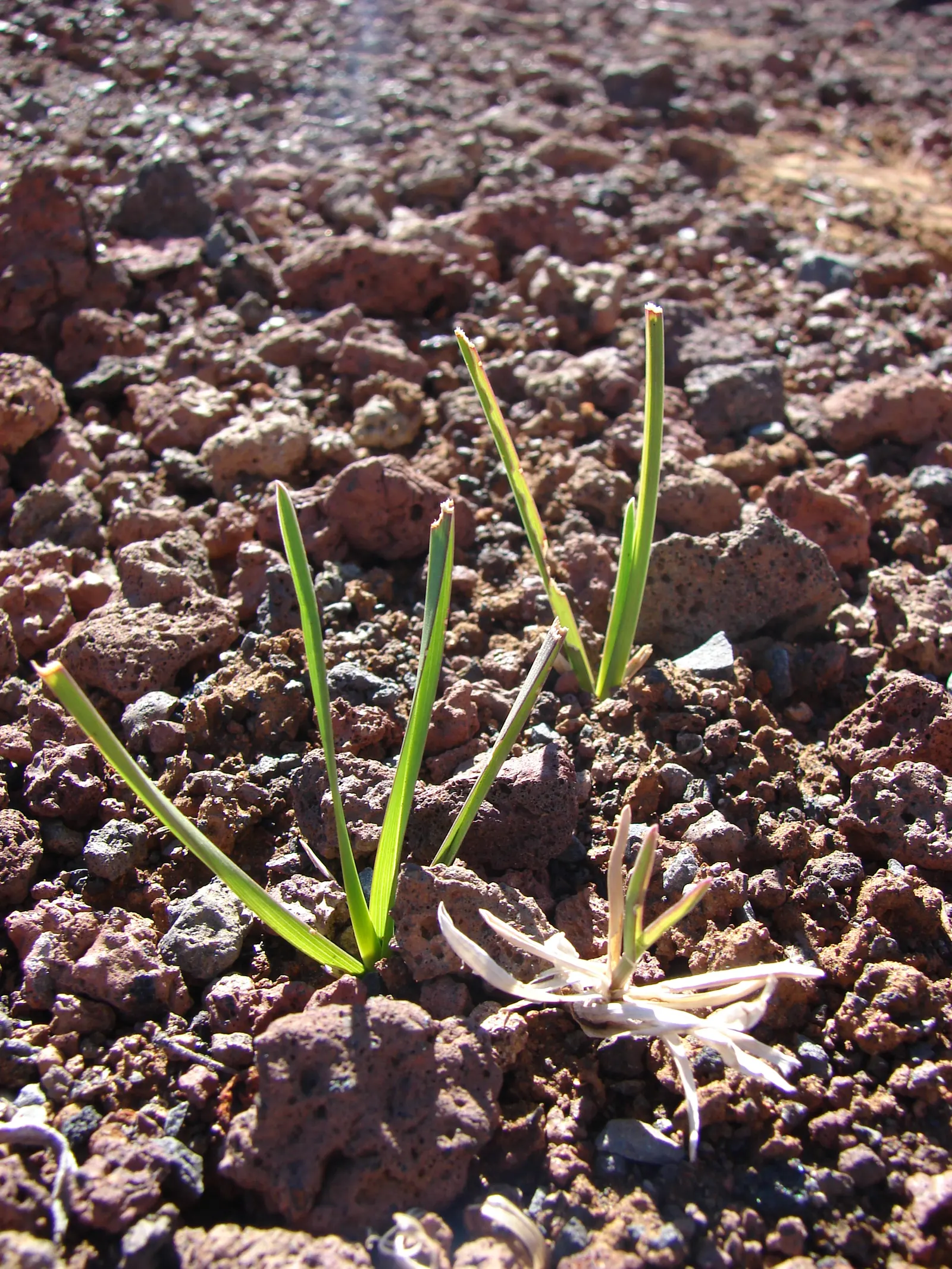 Kentucky Bluegrass (Poa Pratensis) — filling in patches over time.<br><br>To maintain its classic beauty; grass / ground cover for full or half, image 71