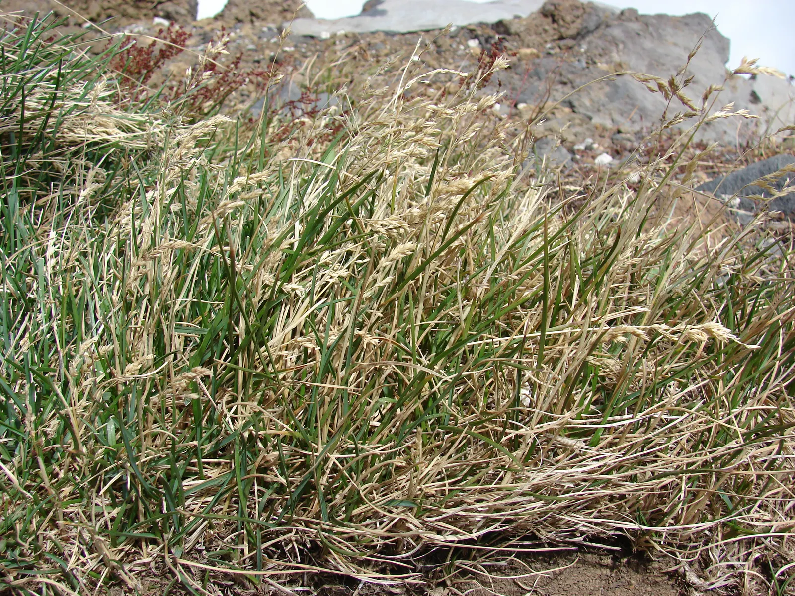 Kentucky Bluegrass (Poa Pratensis) — and parts of North America