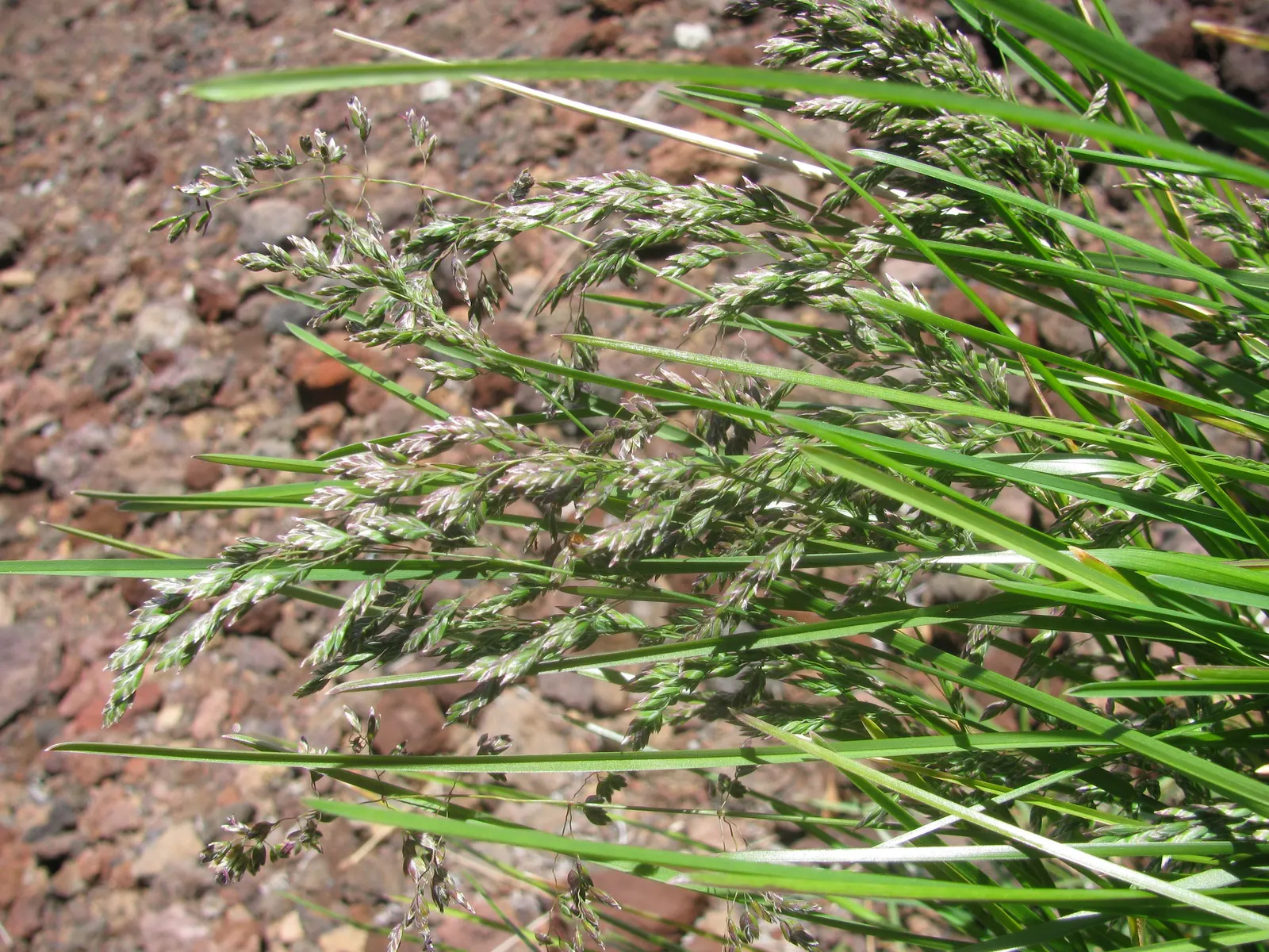 Kentucky Bluegrass (Poa Pratensis) — filling in patches over time.<br><br>To maintain its classic beauty