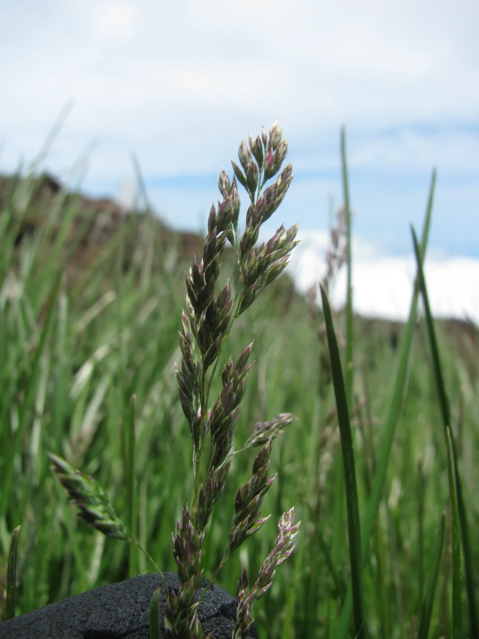 Kentucky Bluegrass (Poa Pratensis) — Highly regarded for its lush; it prefers full sun but tolerates light shade, although growth may become, image 62