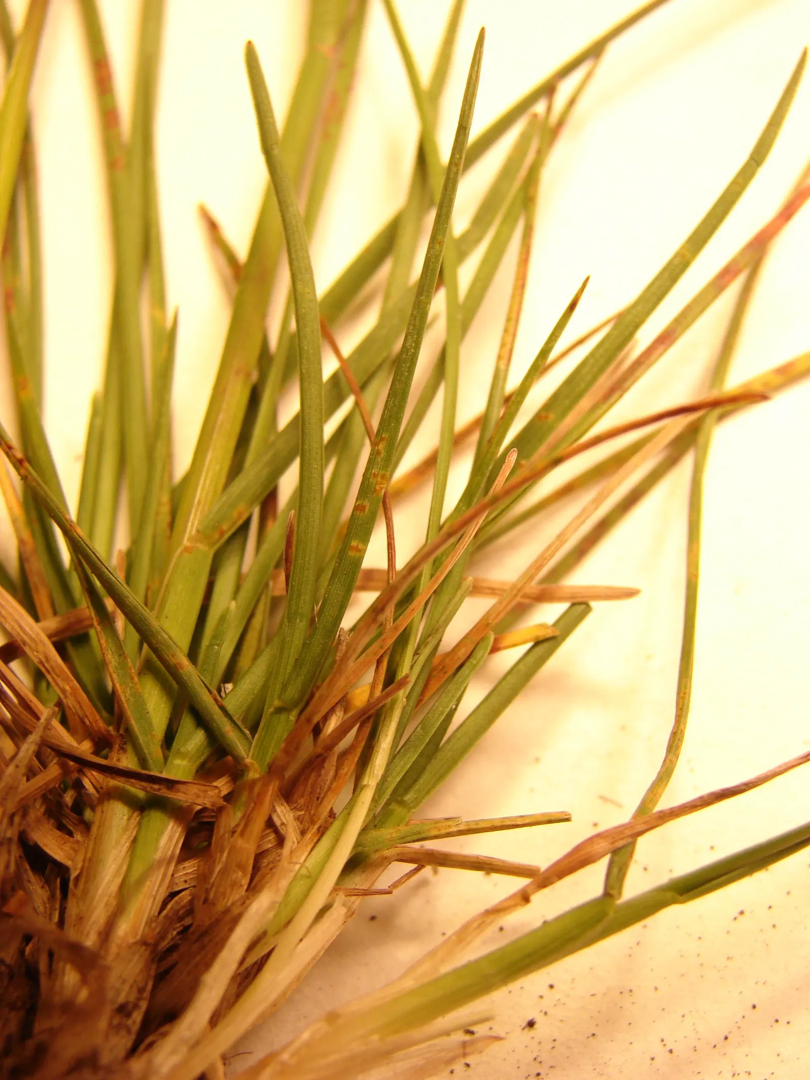 Kentucky Bluegrass (Poa Pratensis) — which are underground stems that foster new growth; filling in patches over time.<br><br>To maintain its, image 70
