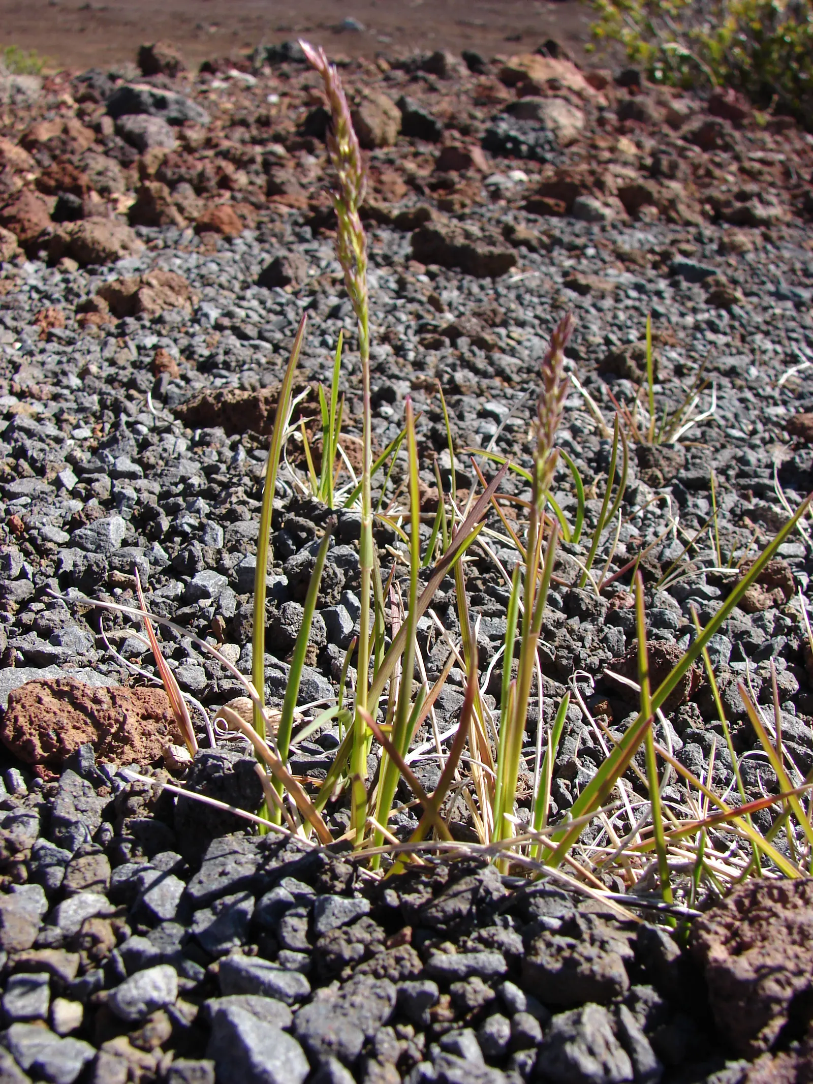 Kentucky Bluegrass (Poa Pratensis) — When designing landscapes; mowing height recommendation is 2.5 to 3.5 inches to maintain a healthy lawn