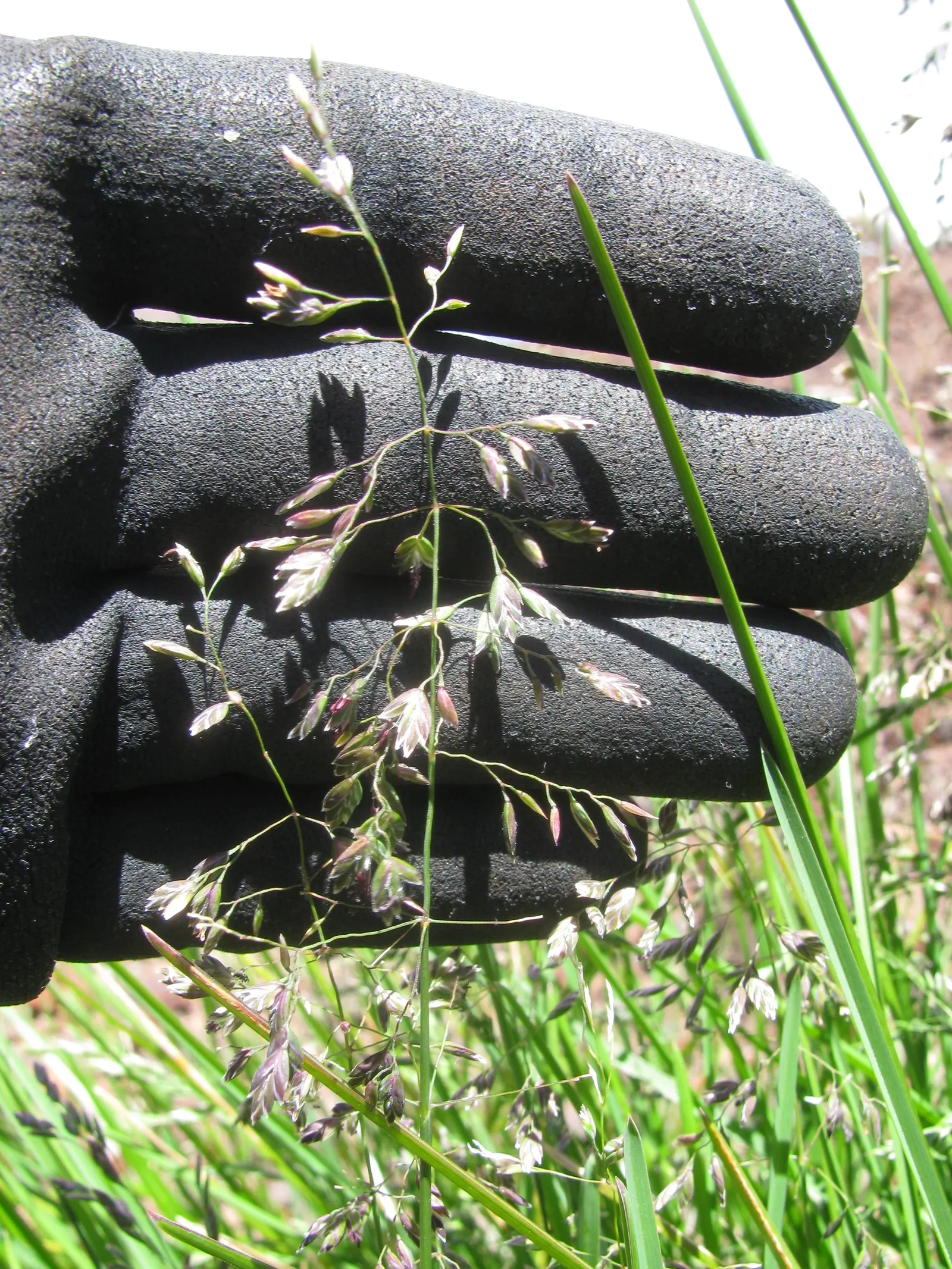 Kentucky Bluegrass (Poa Pratensis) — thriving in USDA hardiness zones 2 through 7.<br><br>Adaptable to a range of soil types; highly regarded for its lush