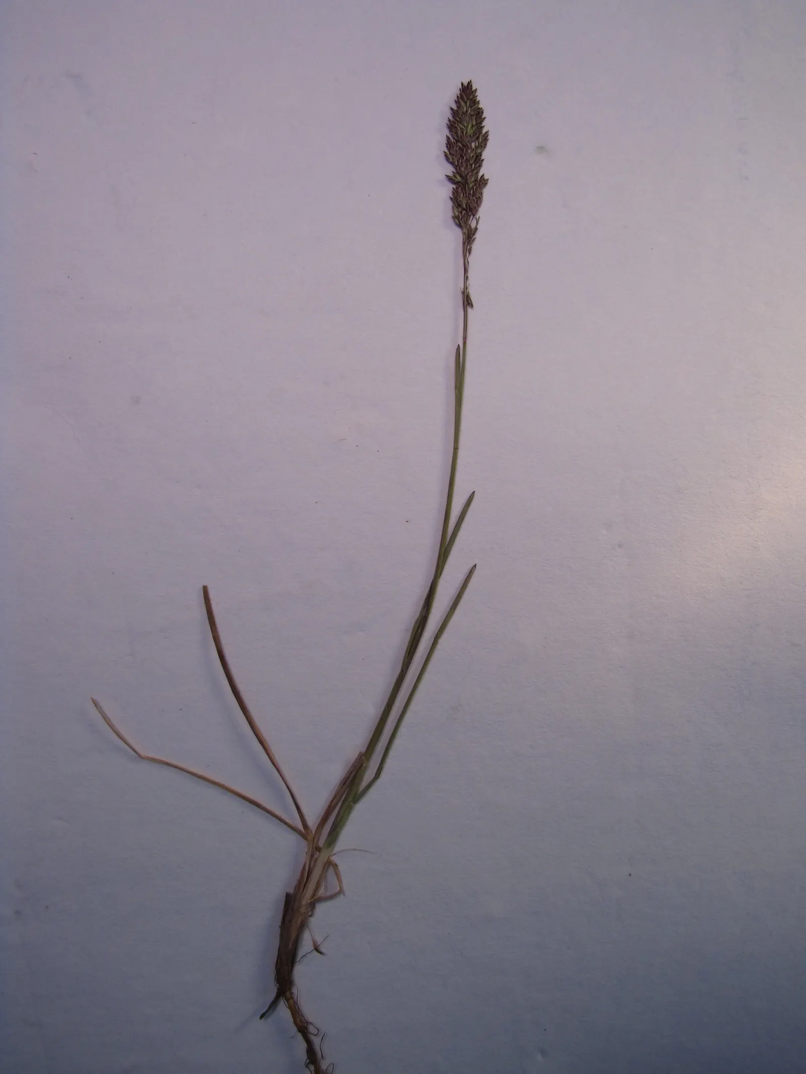 Kentucky Bluegrass (Poa Pratensis) — Kentucky Bluegrass performs best in well-draining loams with a pH between 6.0 and 7.0; consider incorporating, image 66