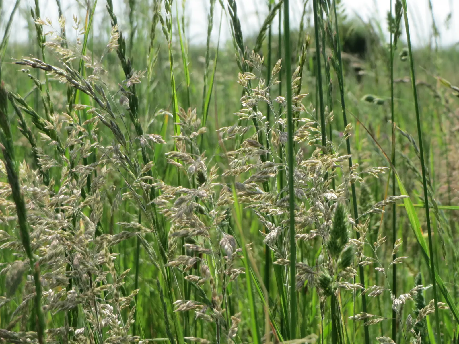 Kentucky Bluegrass (Poa Pratensis) — thriving in USDA hardiness zones 2 through 7.<br><br>Adaptable to a range of soil types