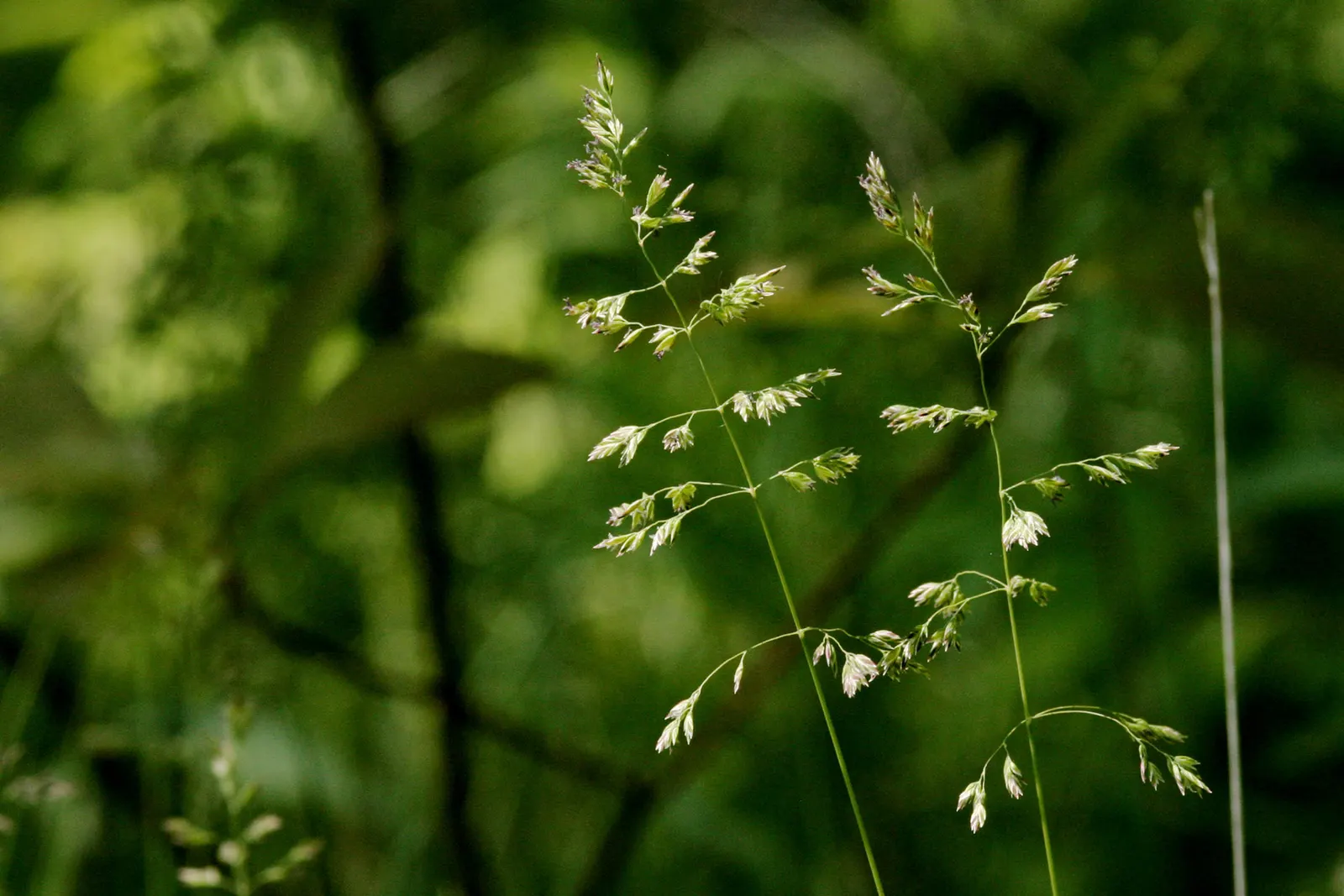 Kentucky Bluegrass (Poa Pratensis) — This hardy grass thrives in full sun to partial shade, with optimal growth between 60-75&deg;F