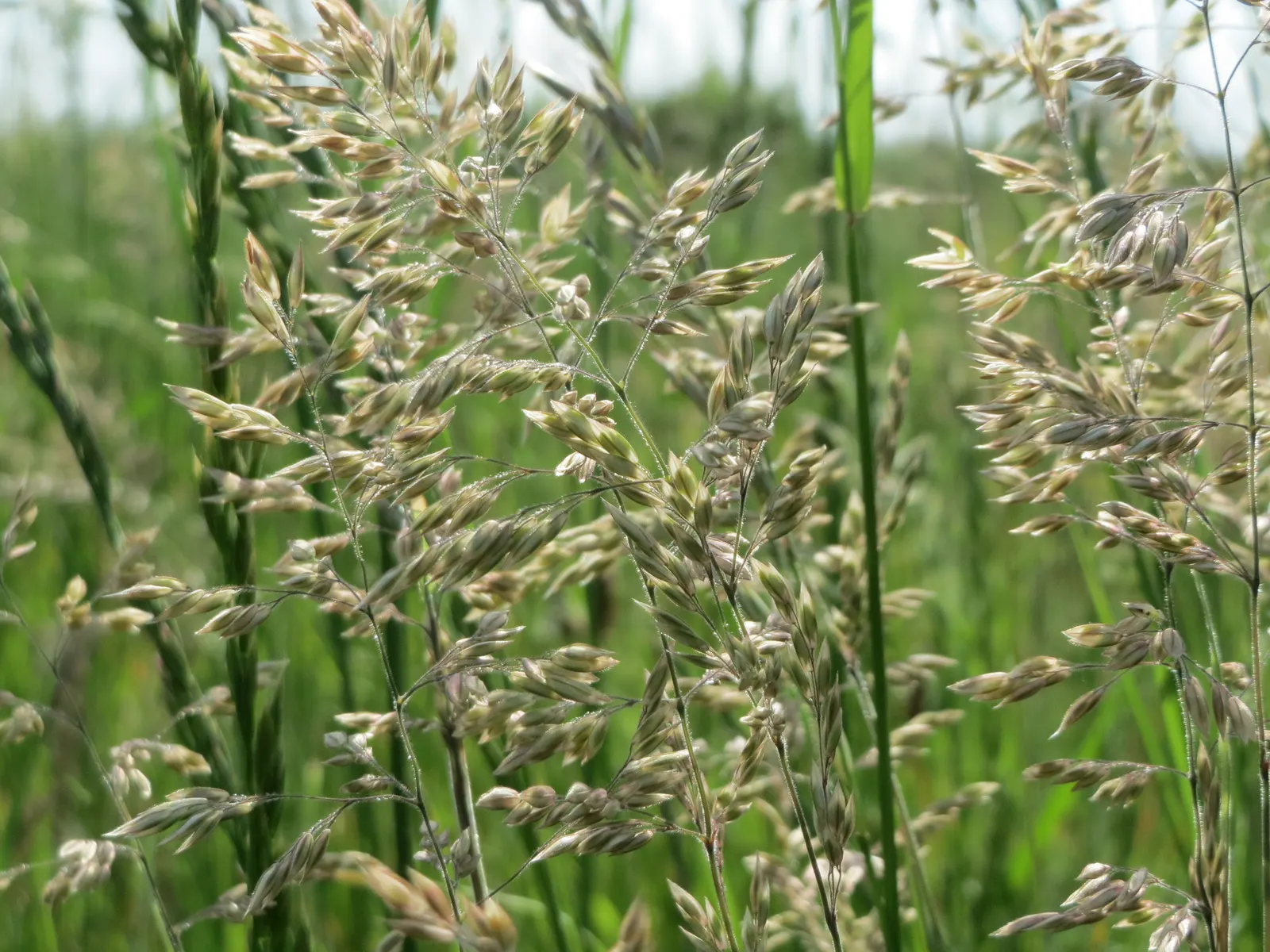 Kentucky Bluegrass (Poa Pratensis) — Its deep blue-green hue enhances its appeal; thriving in USDA hardiness zones 2 through 7.<br><br>Adaptable to, image 58