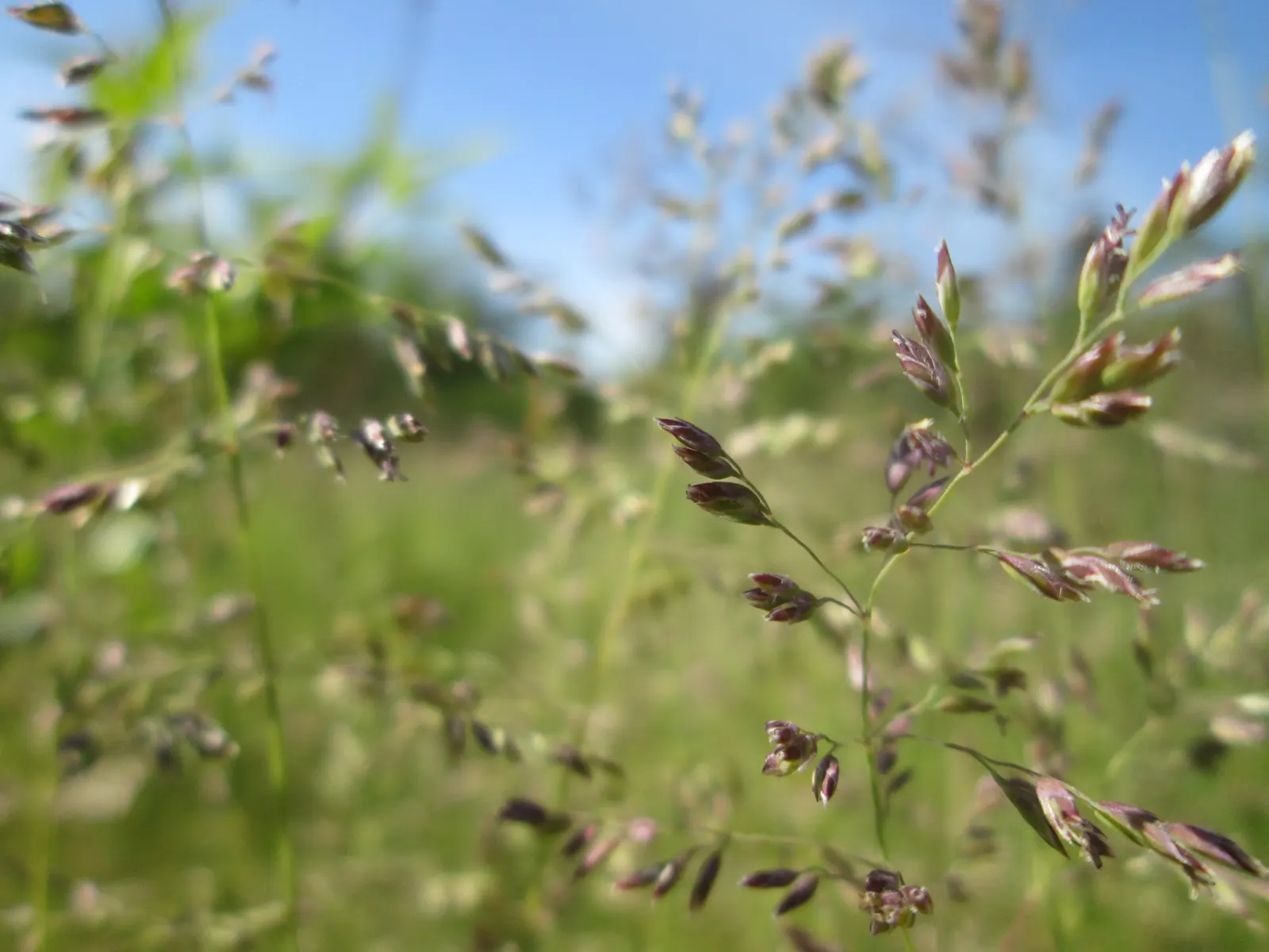 Kentucky Bluegrass (Poa Pratensis) — Highly regarded for its lush; it prefers full sun but tolerates light shade, although growth may become sparser under such