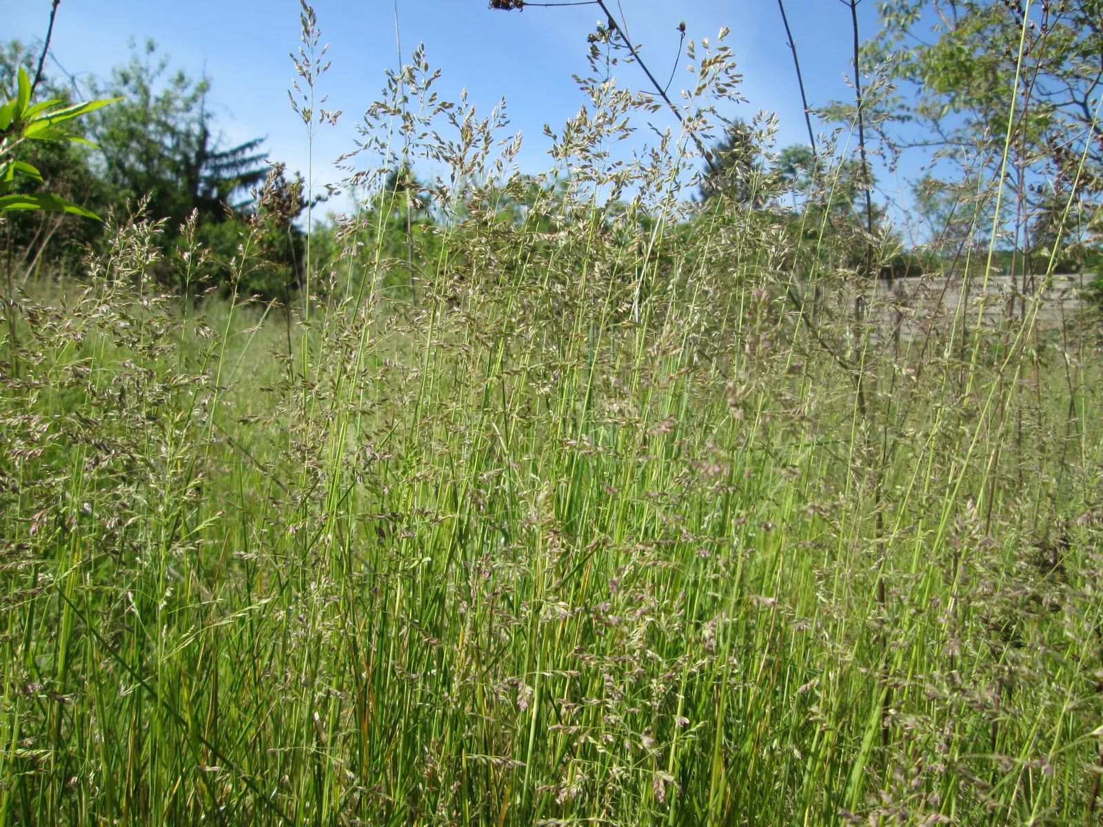 Kentucky Bluegrass (Poa Pratensis) — thriving in USDA hardiness zones 2 through 7.<br><br>Adaptable to a range of soil types; highly regarded for, image 65