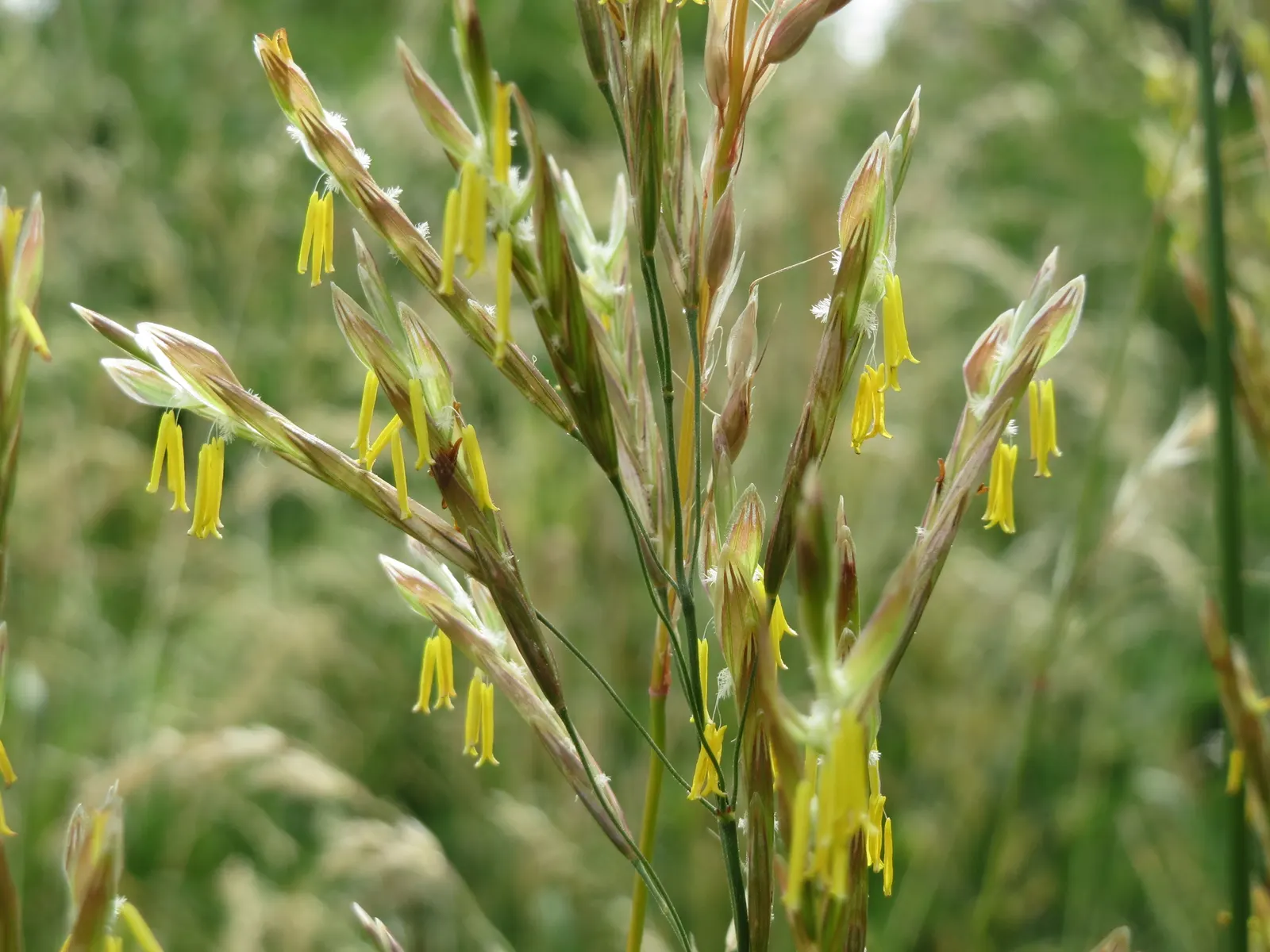 Kentucky Bluegrass (Poa Pratensis) — demanding regular watering; this grass requires moderate to high maintenance