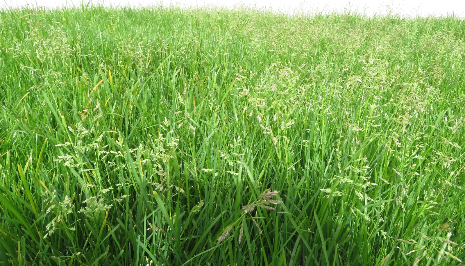 Kentucky Bluegrass (Poa Pratensis) — Its deep blue-green hue enhances its appeal; thriving in USDA hardiness zones 2 through 7.<br><br>Adaptable to a range of