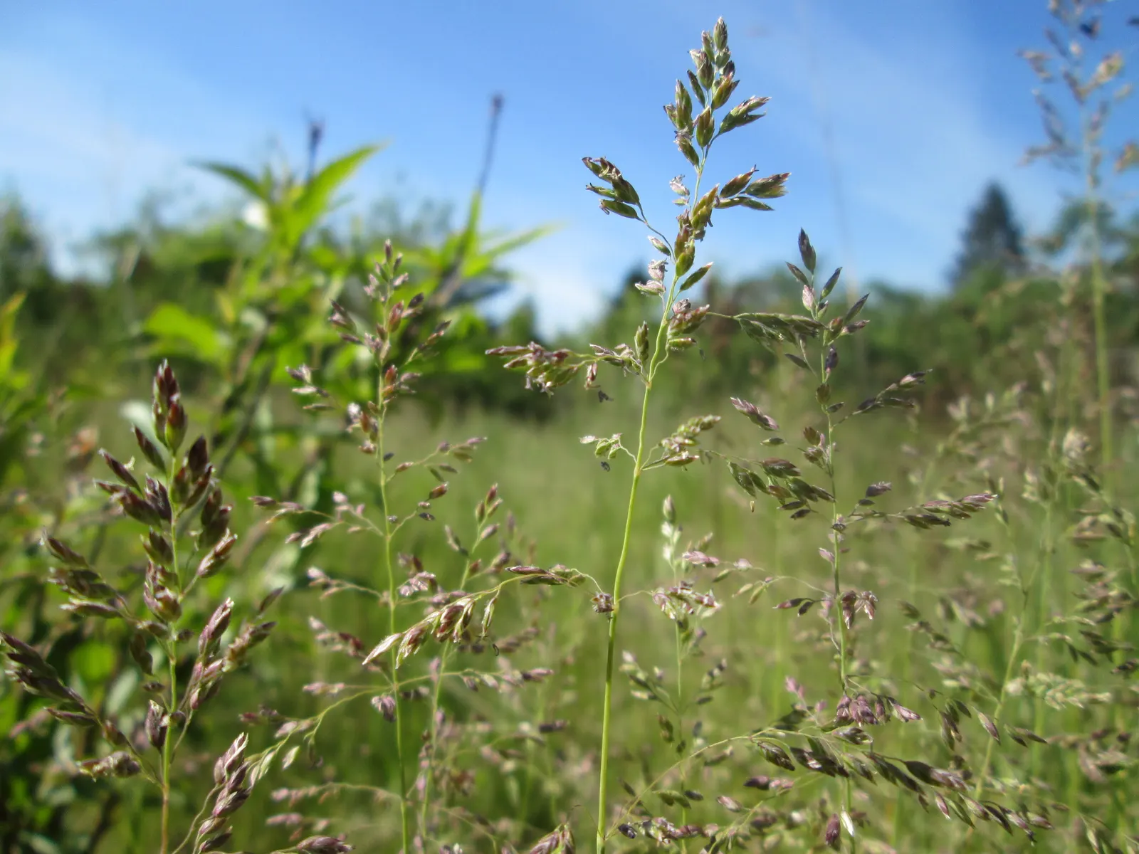 Kentucky Bluegrass (Poa Pratensis) — This grass requires moderate to high maintenance; kentucky Bluegrass performs best in well-draining loams with a pH