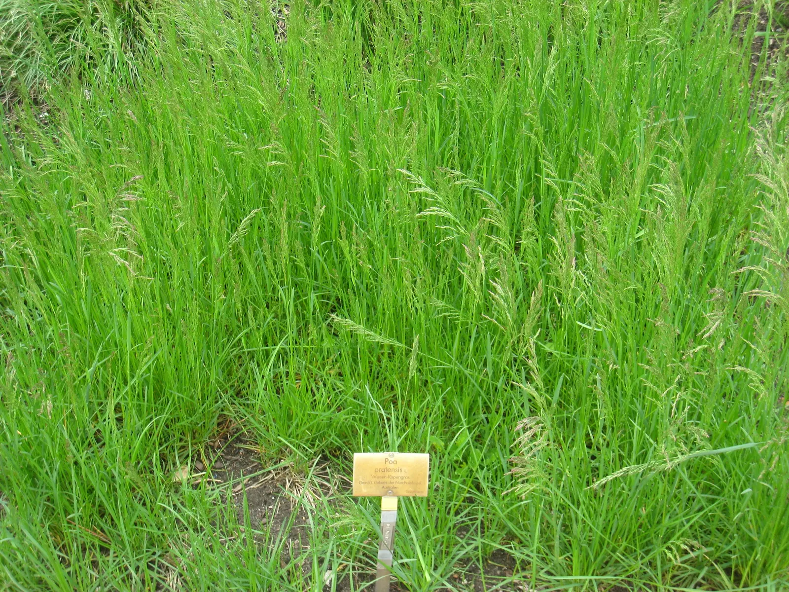Kentucky Bluegrass (Poa Pratensis) — It's adaptable, but prefers well-drained soil with a pH of 6.0-7.0; provide your clients with this information to ensure