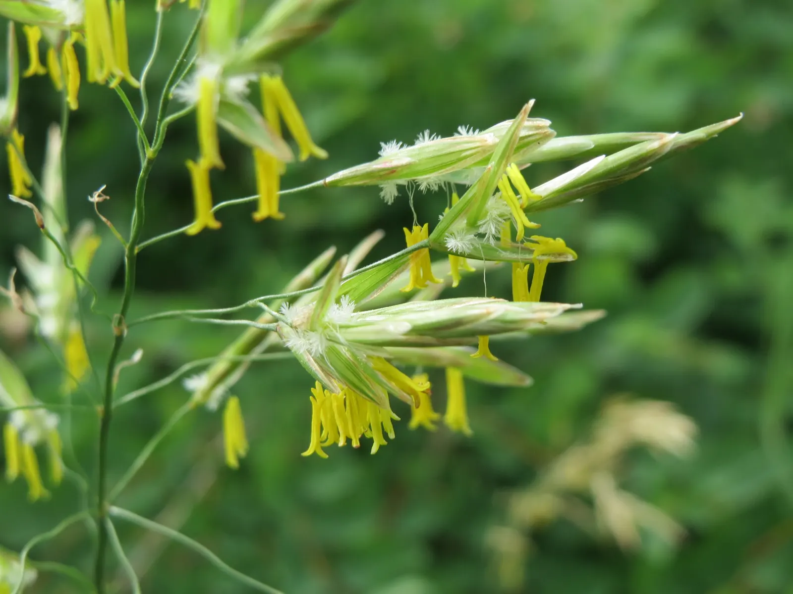 Kentucky Bluegrass (Poa Pratensis) — this turfgrass species is a staple in temperate climates; this hardy grass thrives in full sun to partial shade, with