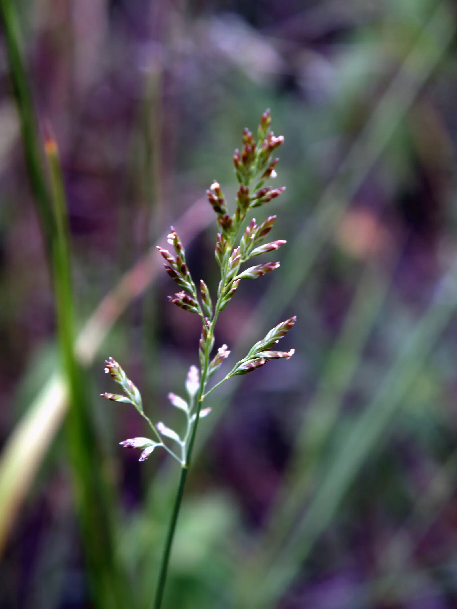 Kentucky Bluegrass (Poa Pratensis) — Kentucky Bluegrass (Poa pratensis) is a perennial; it's adaptable, but prefers well-drained soil with a pH of, image 53