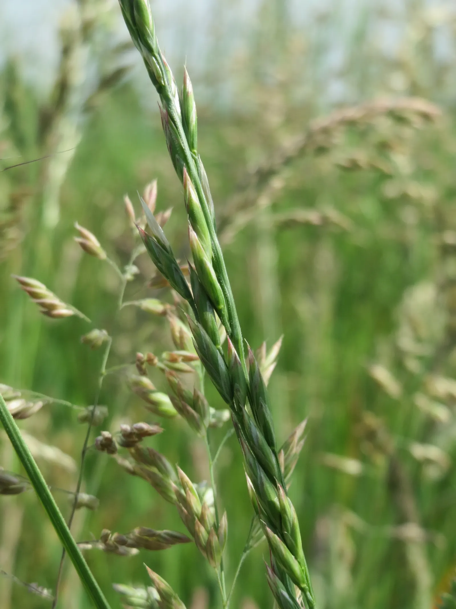 Kentucky Bluegrass (Poa Pratensis) — demanding regular watering