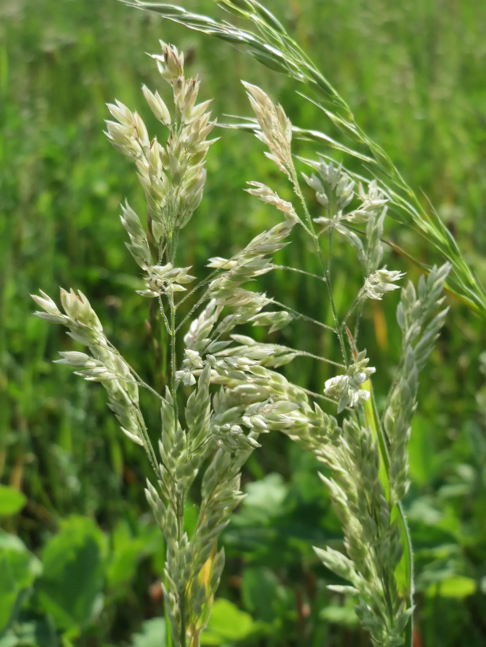 Kentucky Bluegrass (Poa Pratensis) — When designing landscapes