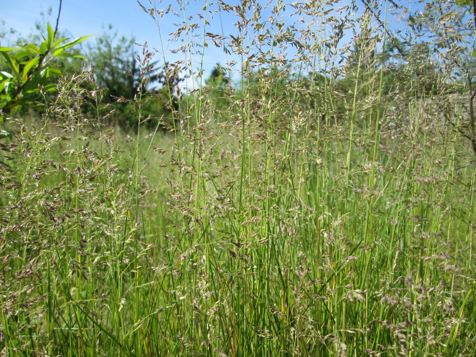 Kentucky Bluegrass (Poa Pratensis) — grass / ground cover for full or half; especially during hot or dry periods, image 78