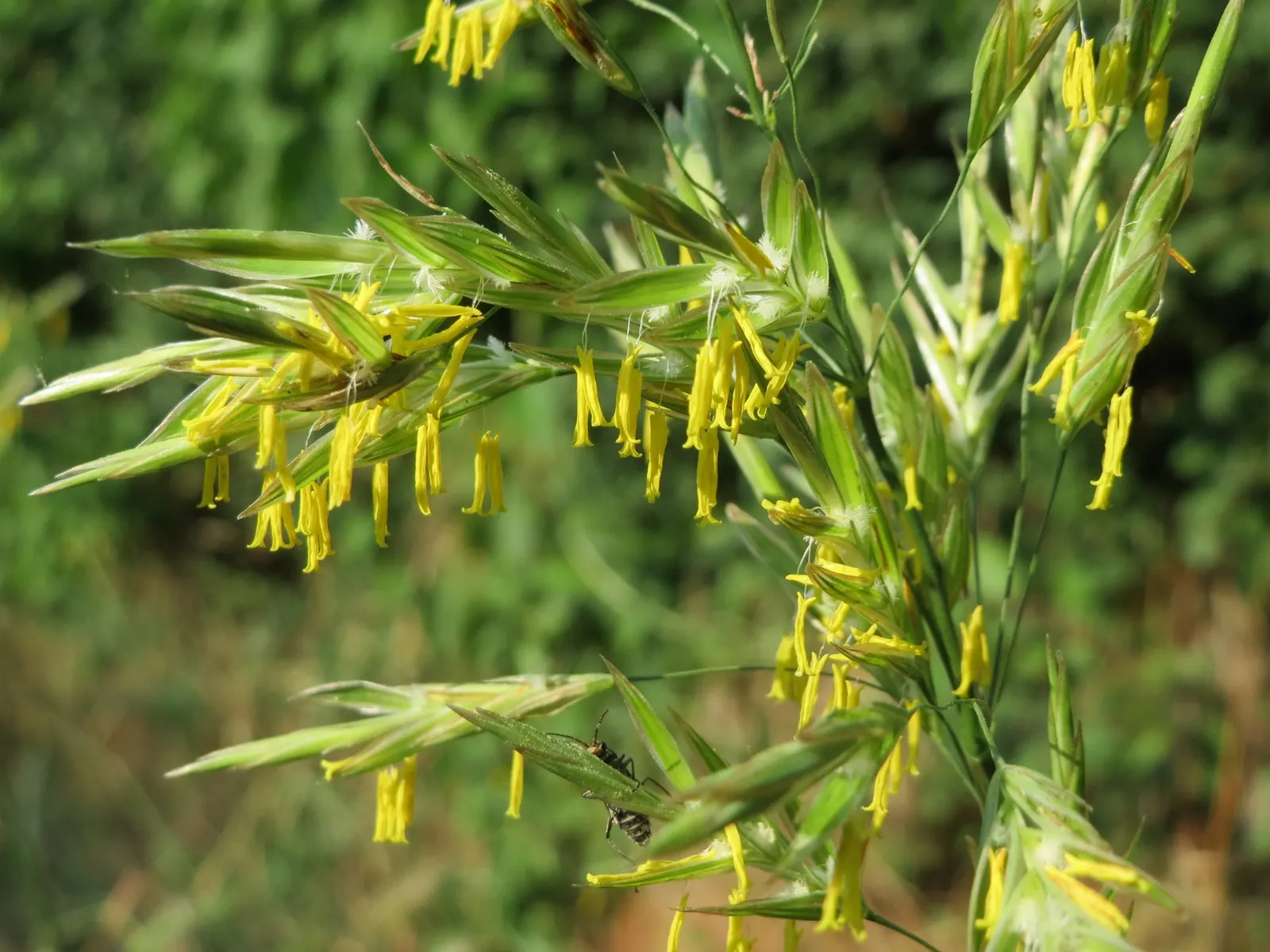 Kentucky Bluegrass (Poa Pratensis) — making it an excellent choice for residential lawns; and parts of North America, image 76