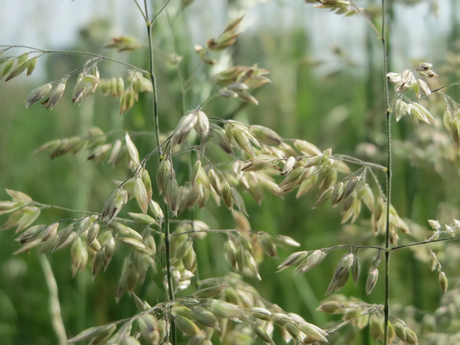 Kentucky Bluegrass (Poa Pratensis) — fine-textured blades and rich emerald hue