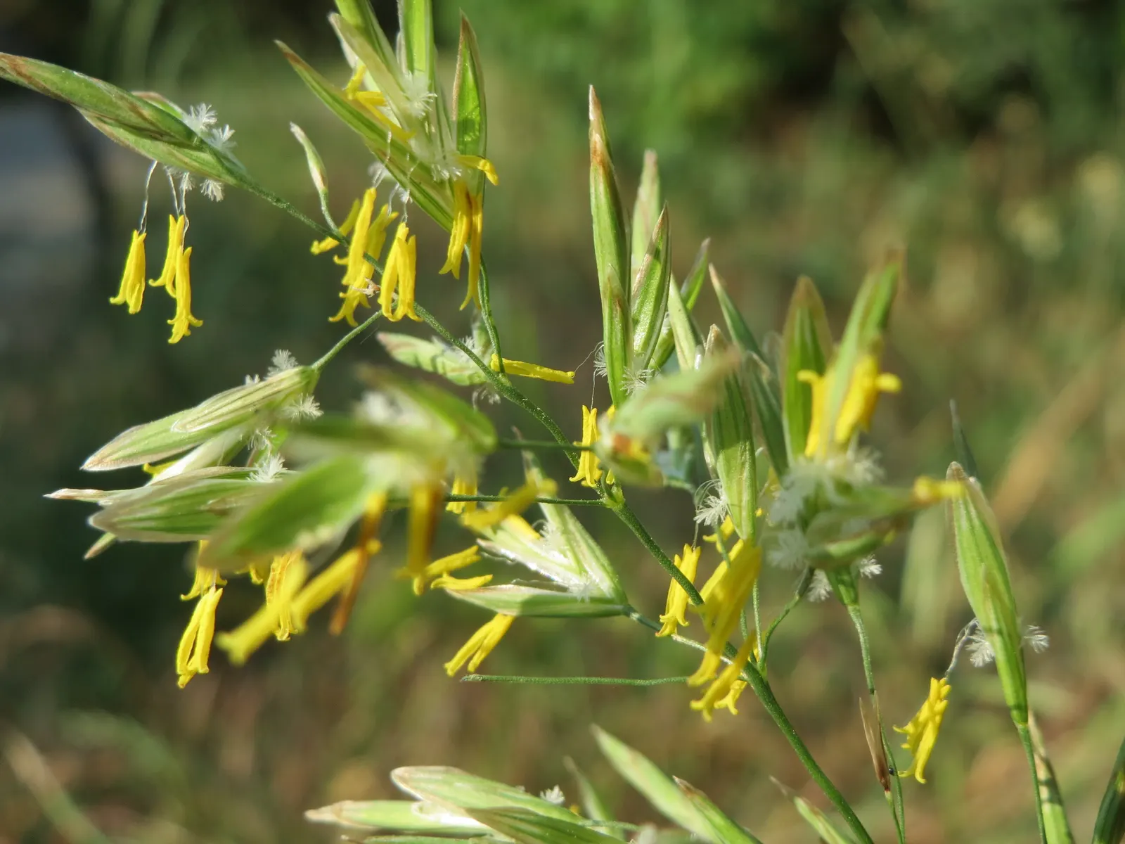 Kentucky Bluegrass (Poa Pratensis) — this turfgrass species is a staple in temperate climates