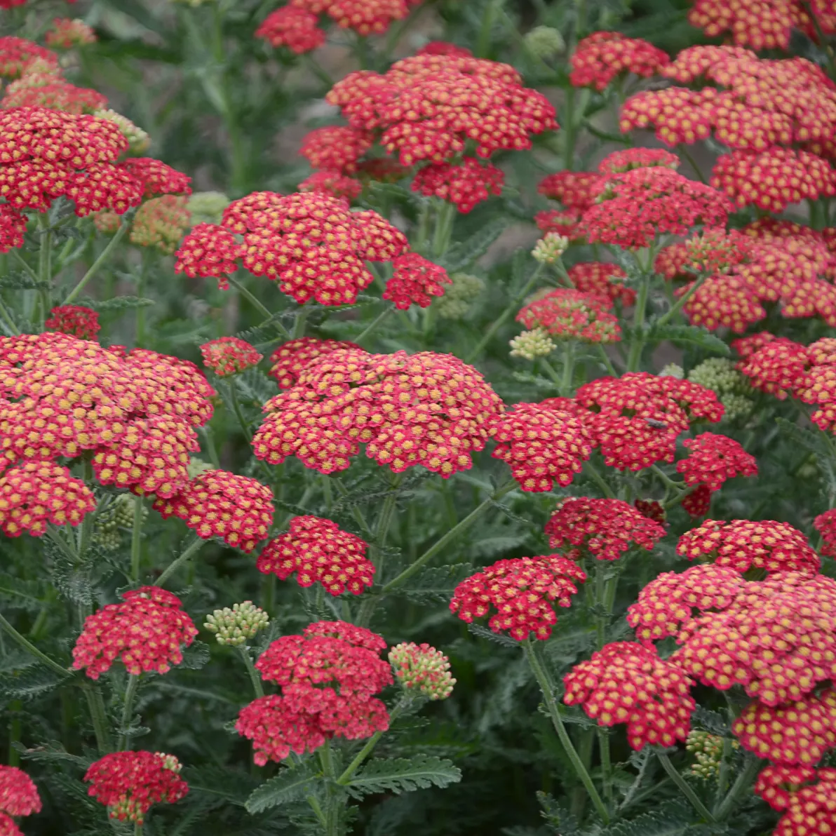 'Firefly Red Pop' Yarrow (Achillea hybrid) — The Achillea hybrid 'Firefly Red Pop' is an upright yarrow with cherry-red flower clusters
