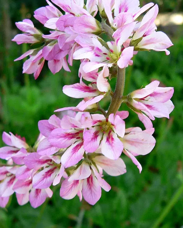 Bridal Wreath Francoa (Francoa Ramosa) — Ideal for border fronts, it thrives in zones 6-9, prefers partial shade, and well-drained soil
