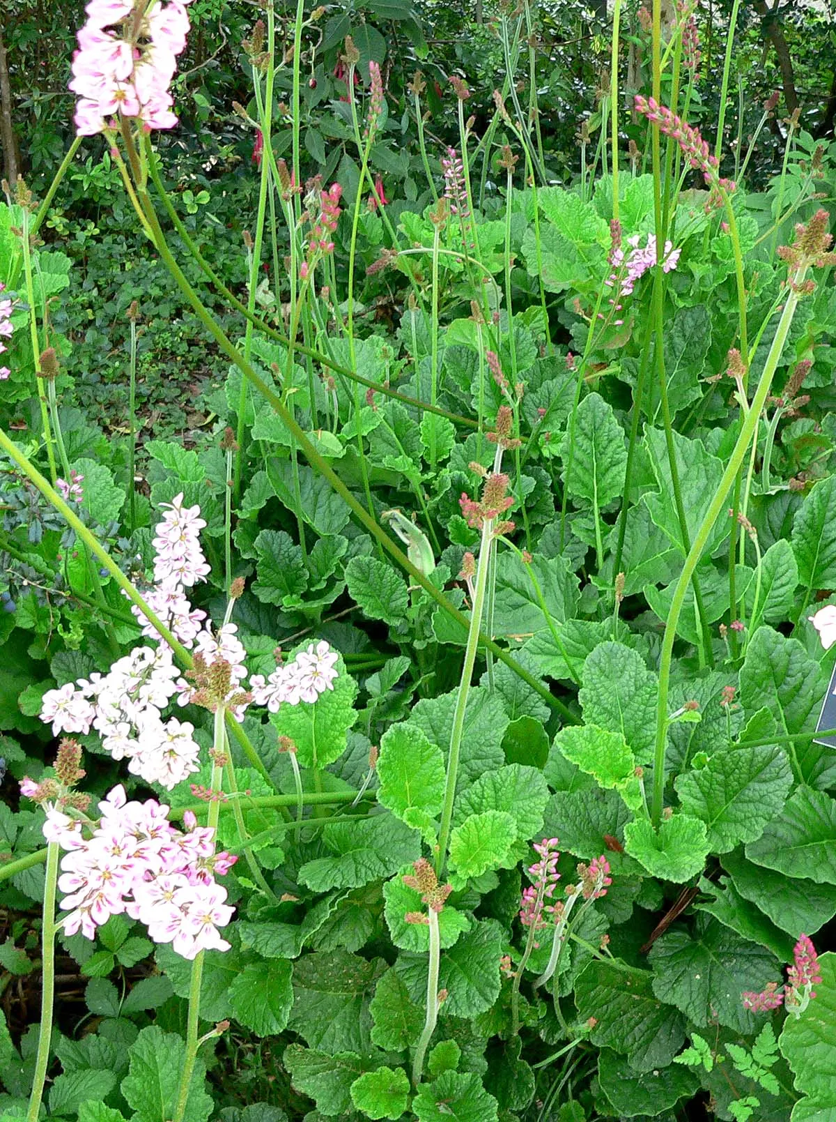 Bridal Wreath Francoa (Francoa Ramosa) — commonly known as Bridal Wreath