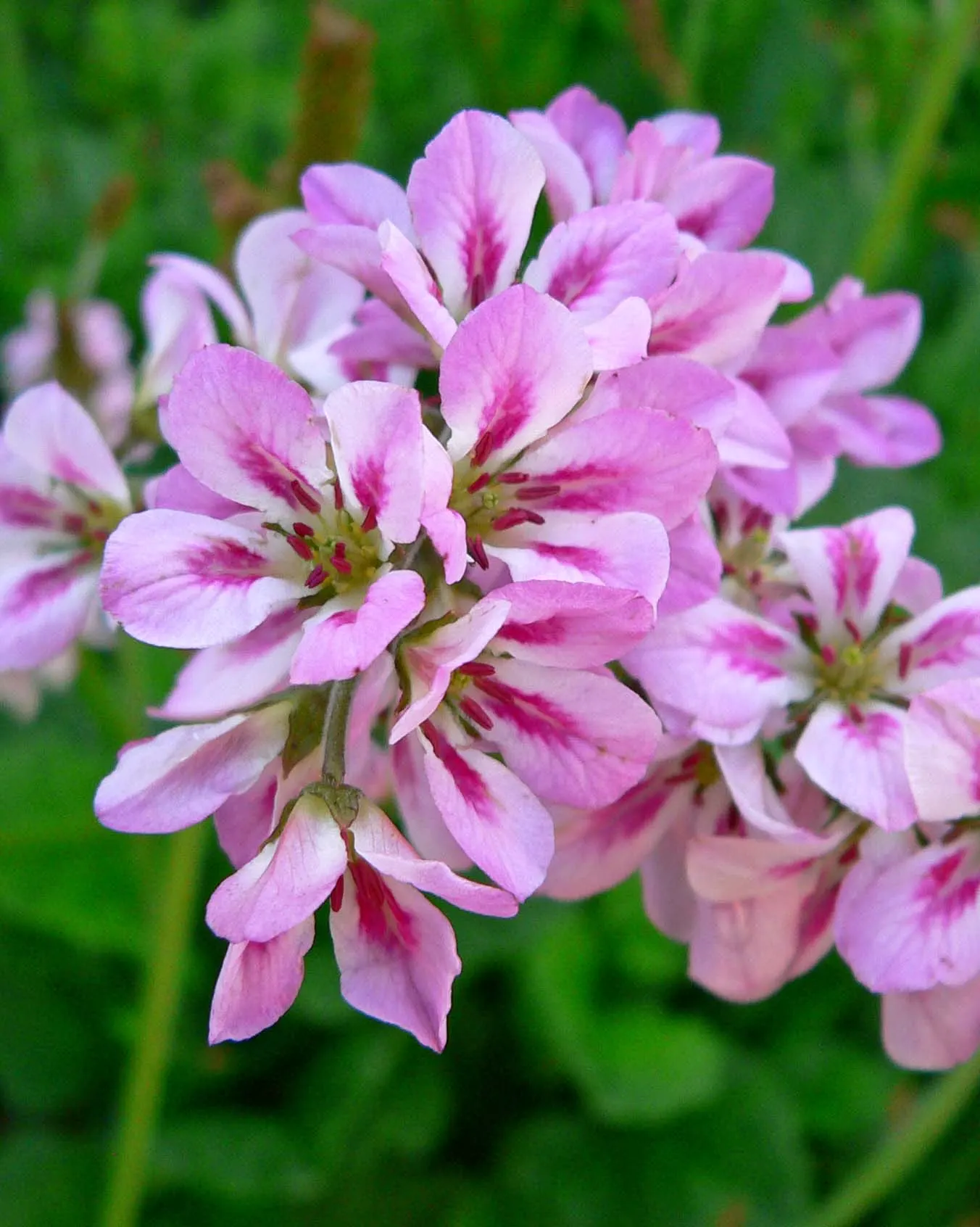 Bridal Wreath Francoa (Francoa Ramosa) — is a charming perennial favored for its clusters of delicate white to soft pink flowers