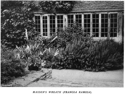 Bridal Wreath Francoa (Francoa Ramosa) — scientifically known as Francoa ramosa