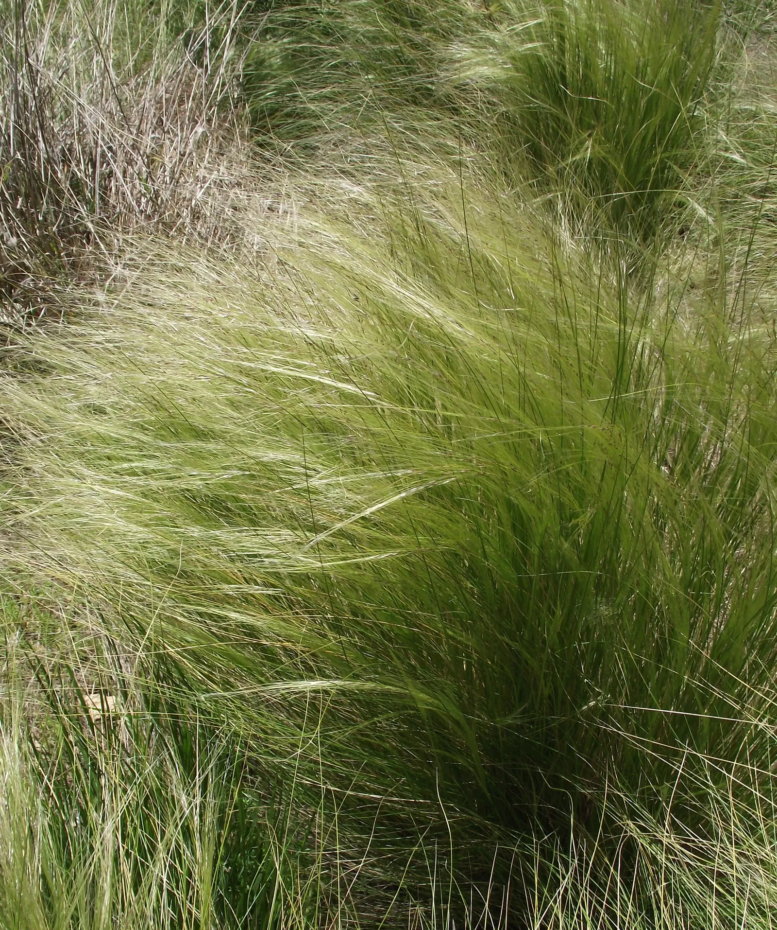 Peruvian Feather Grass (Stipa Ichu) — Adaptable to USDA zones 7-11, it thrives in full sun and well-drained soil