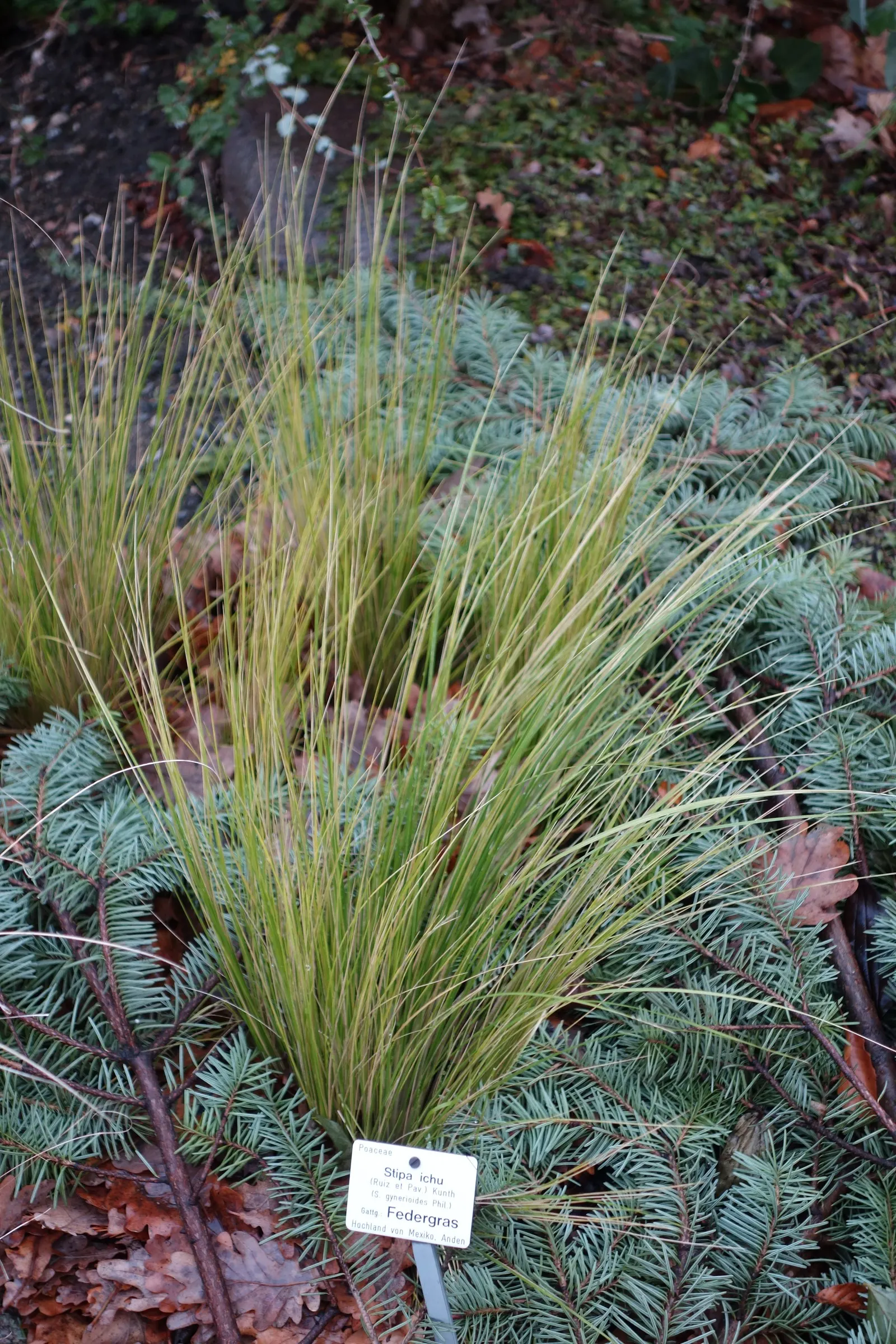 Peruvian Feather Grass (Stipa Ichu) — is a perennial ornamental grass standing at 2 to 3 feet tall