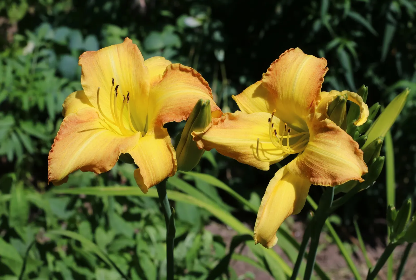Yellow Daylily (Hemerocallis 'Yellow') — preferring full sun to partial shade and well-draining soil