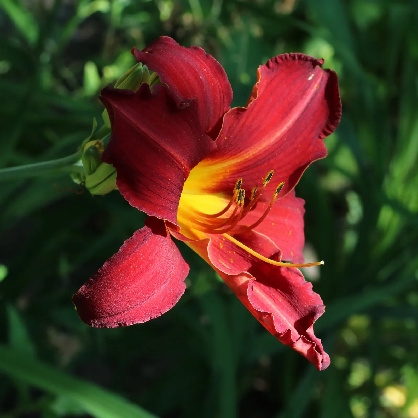Yellow Daylily (Hemerocallis 'Yellow') — and bloom prolifically from early to mid-summer