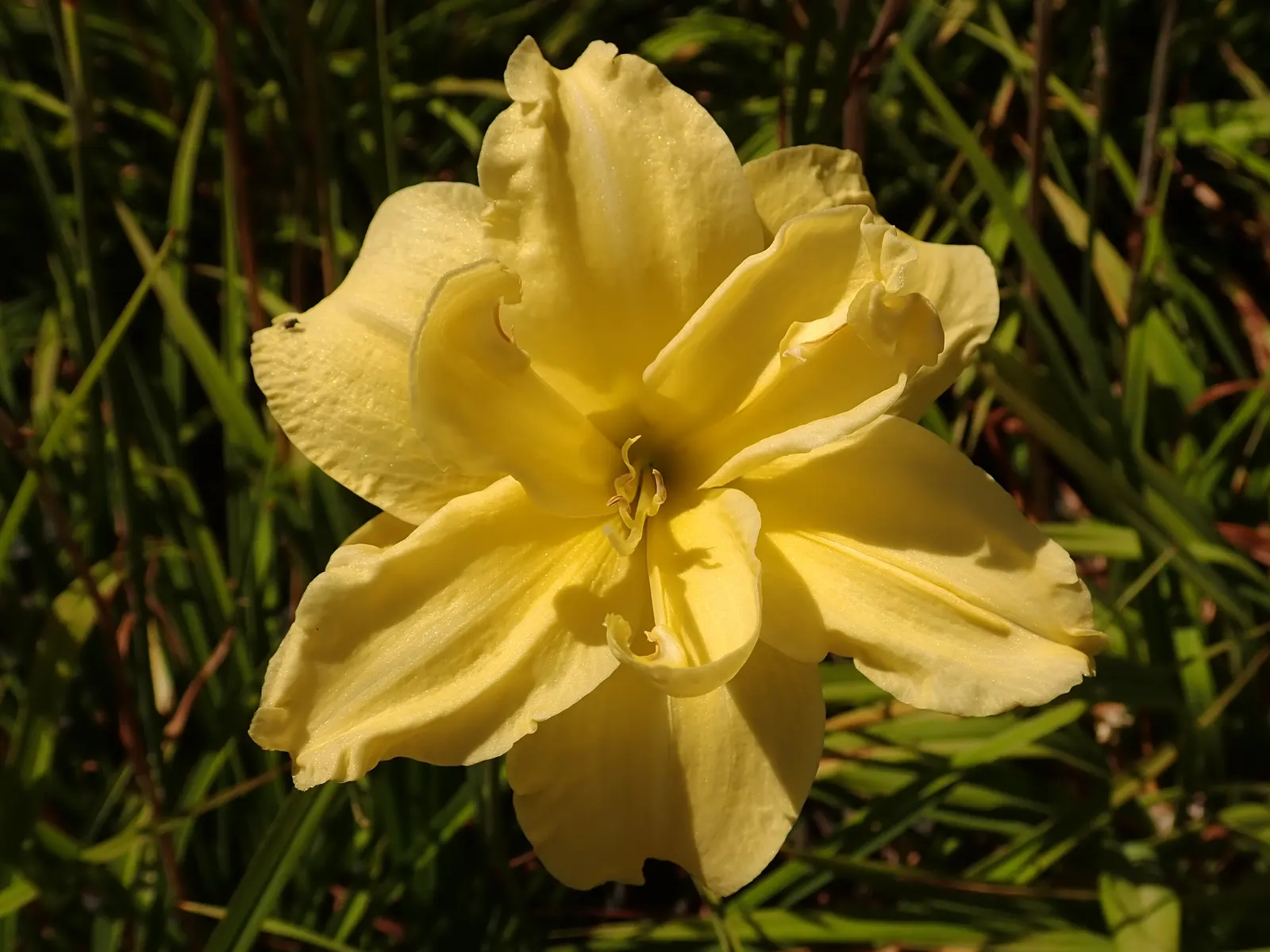 Yellow Daylily (Hemerocallis 'Yellow') — perennial for full or half