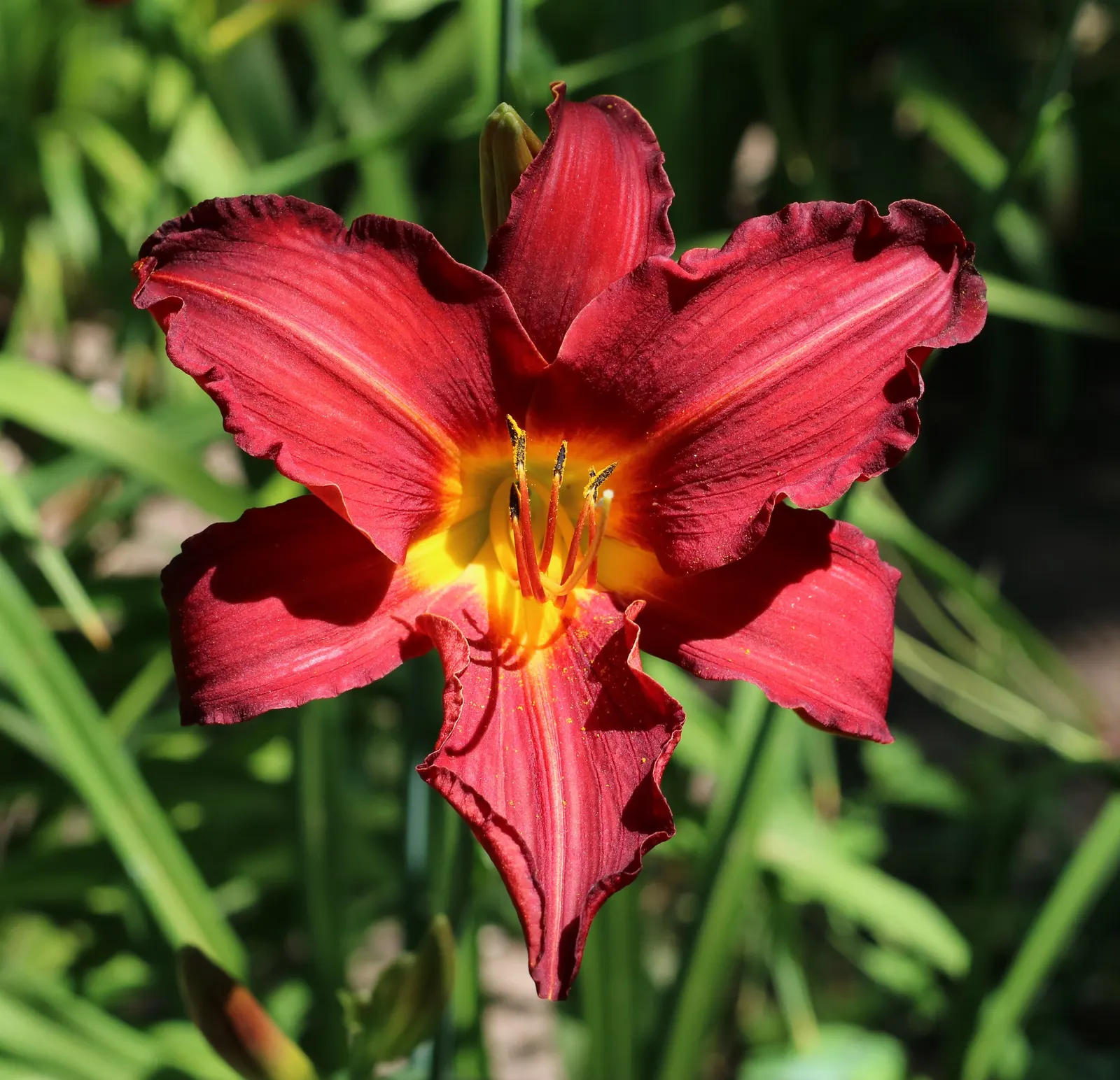 Yellow Daylily (Hemerocallis 'Yellow') — erect scapes that can reach heights of 24 to 30 inches.<br><br>Thriving in USDA hardiness zones 3 through 9; the