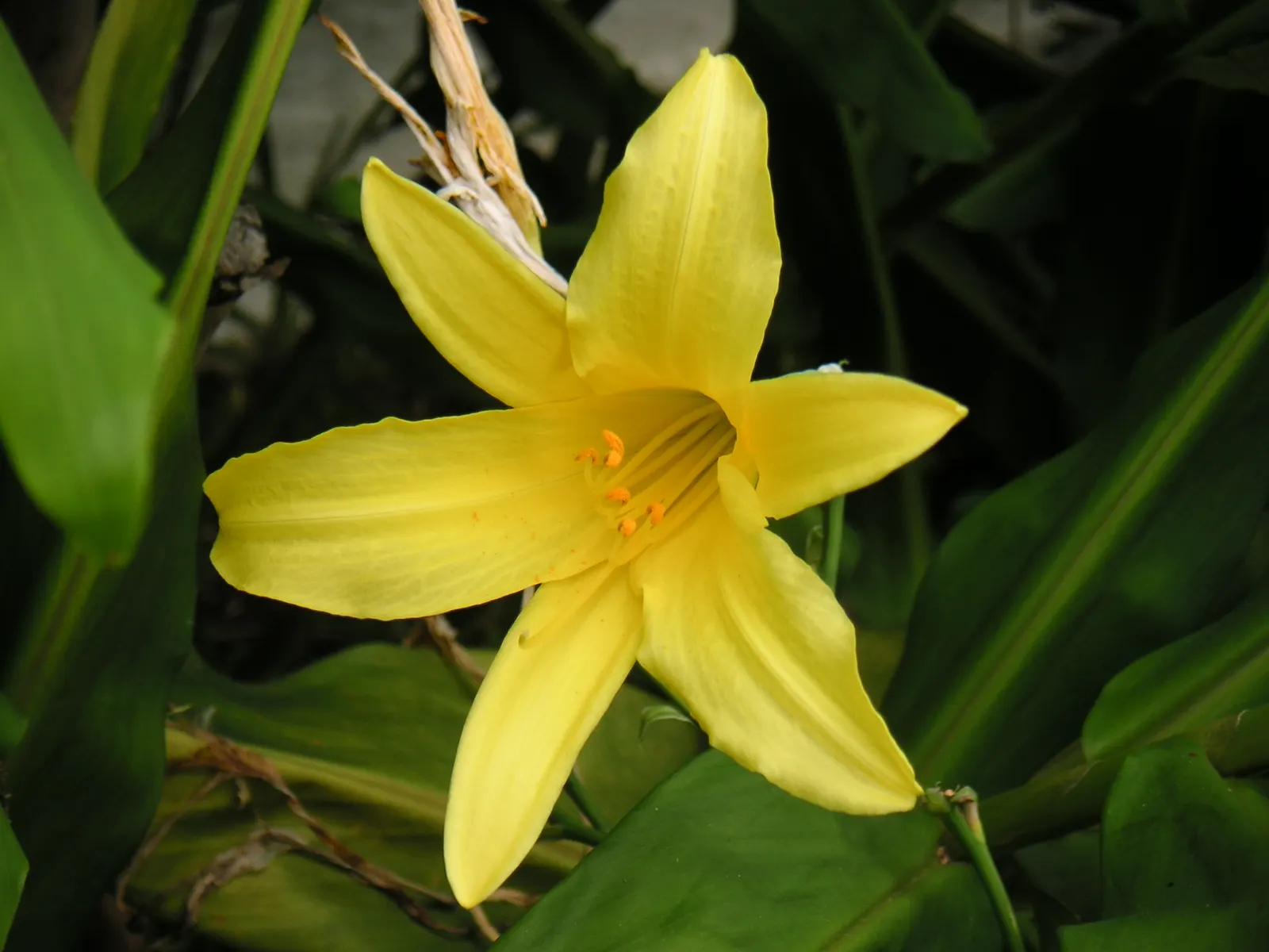 Yellow Daylily (Hemerocallis 'Yellow') — roughly 16 to 20 inches in length